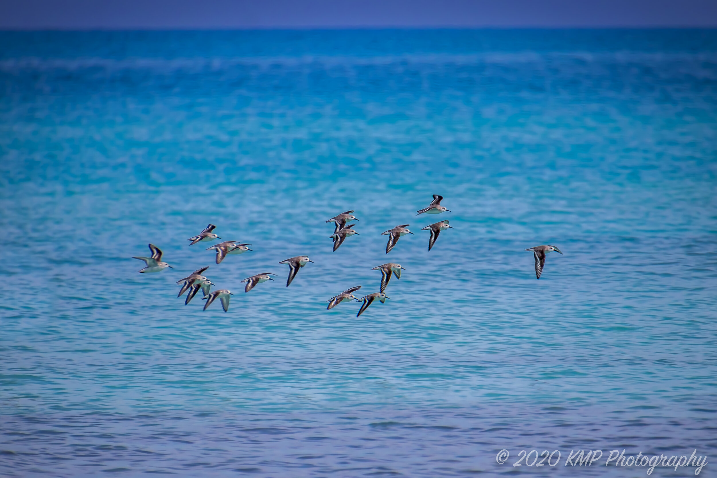 Cuban Flock copyright-2.jpg