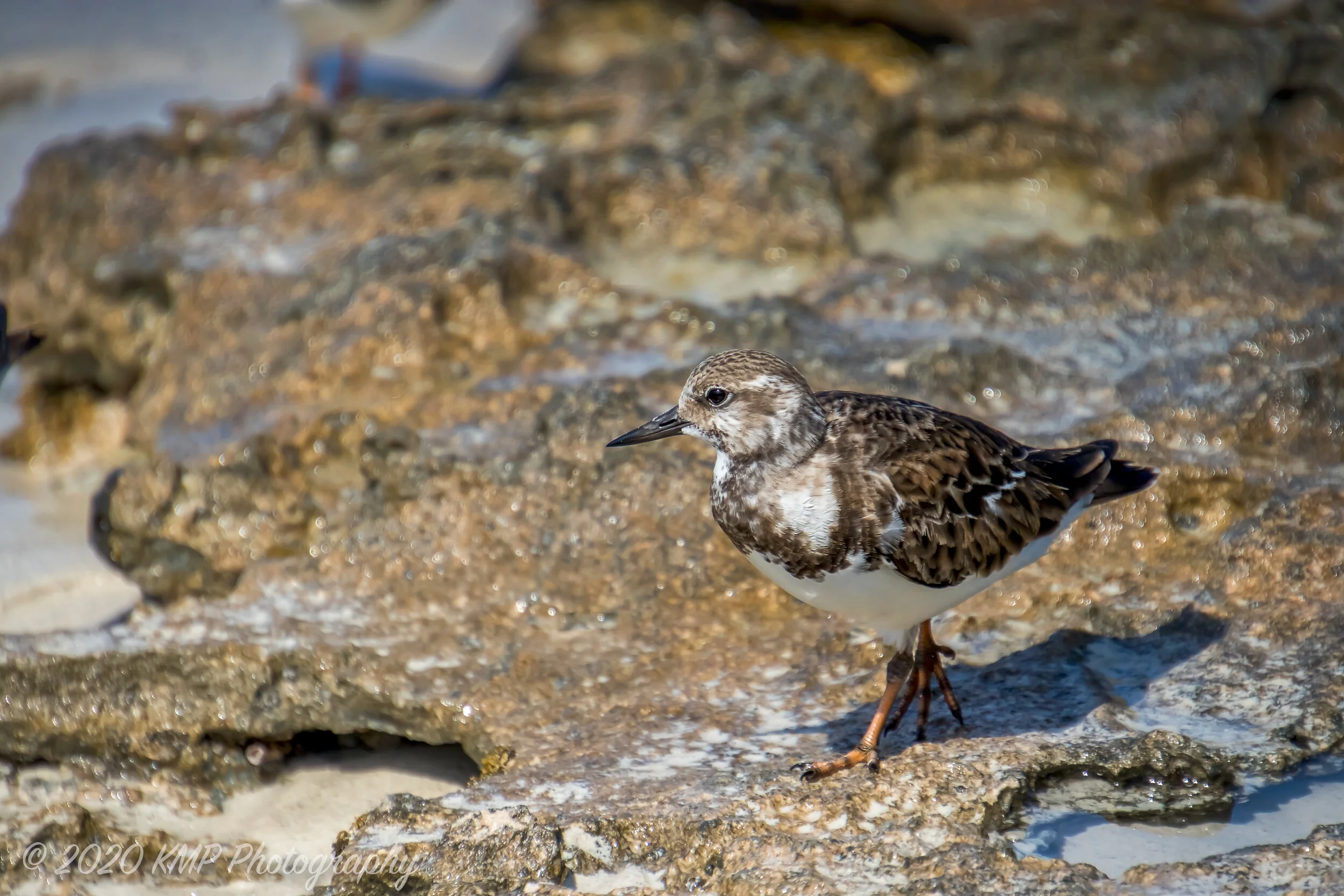 Cuban Piper copyright.jpg