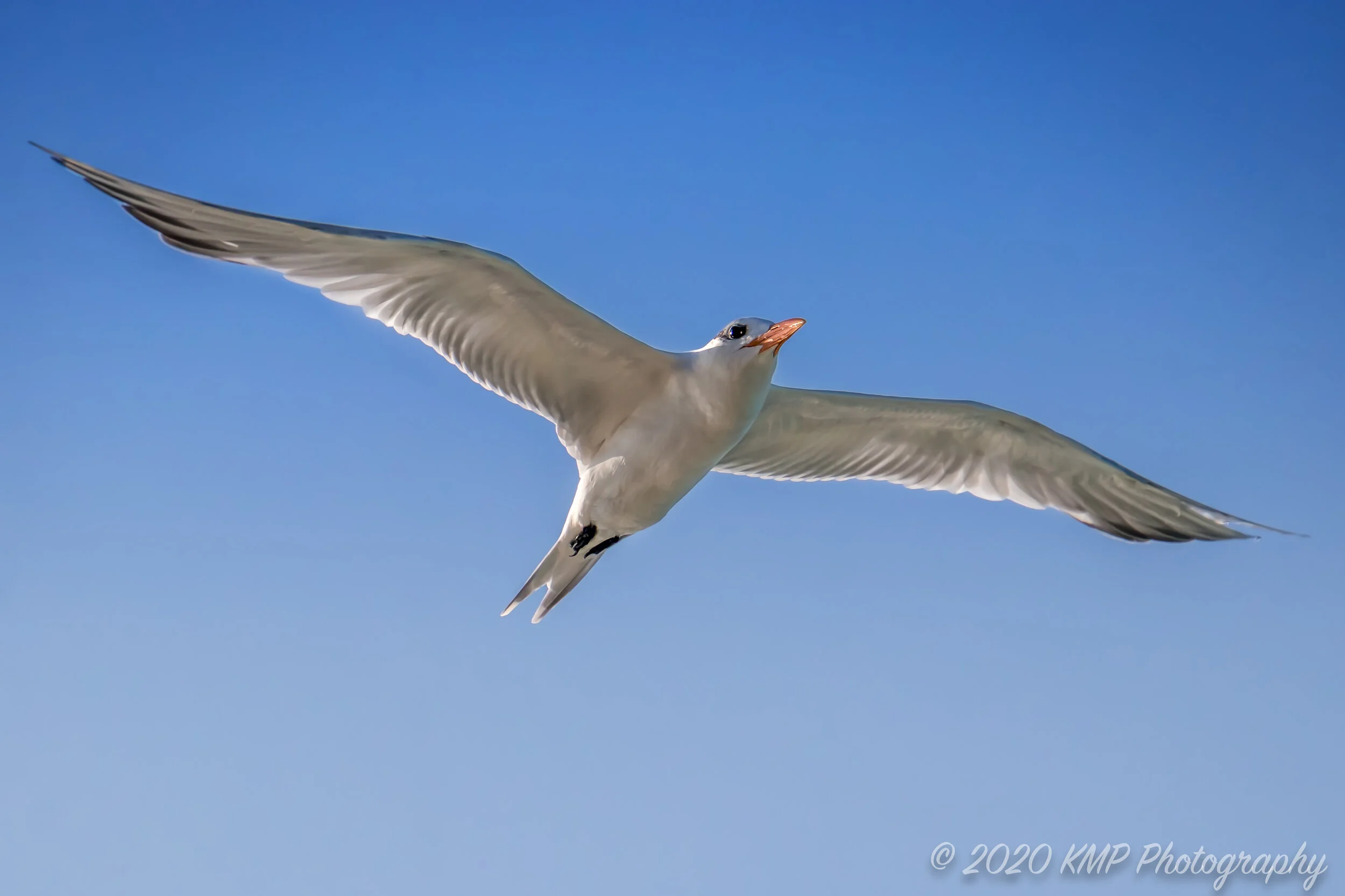 Cuban Soaring copyright-2.jpg