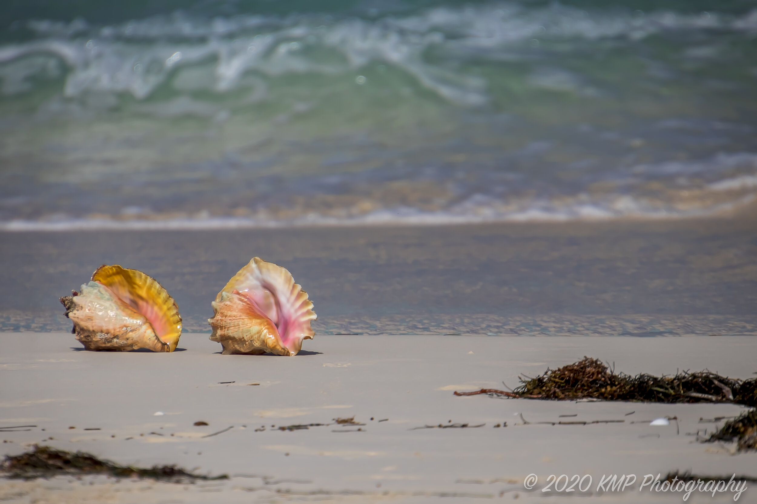 Cuban Shells copyright.jpg