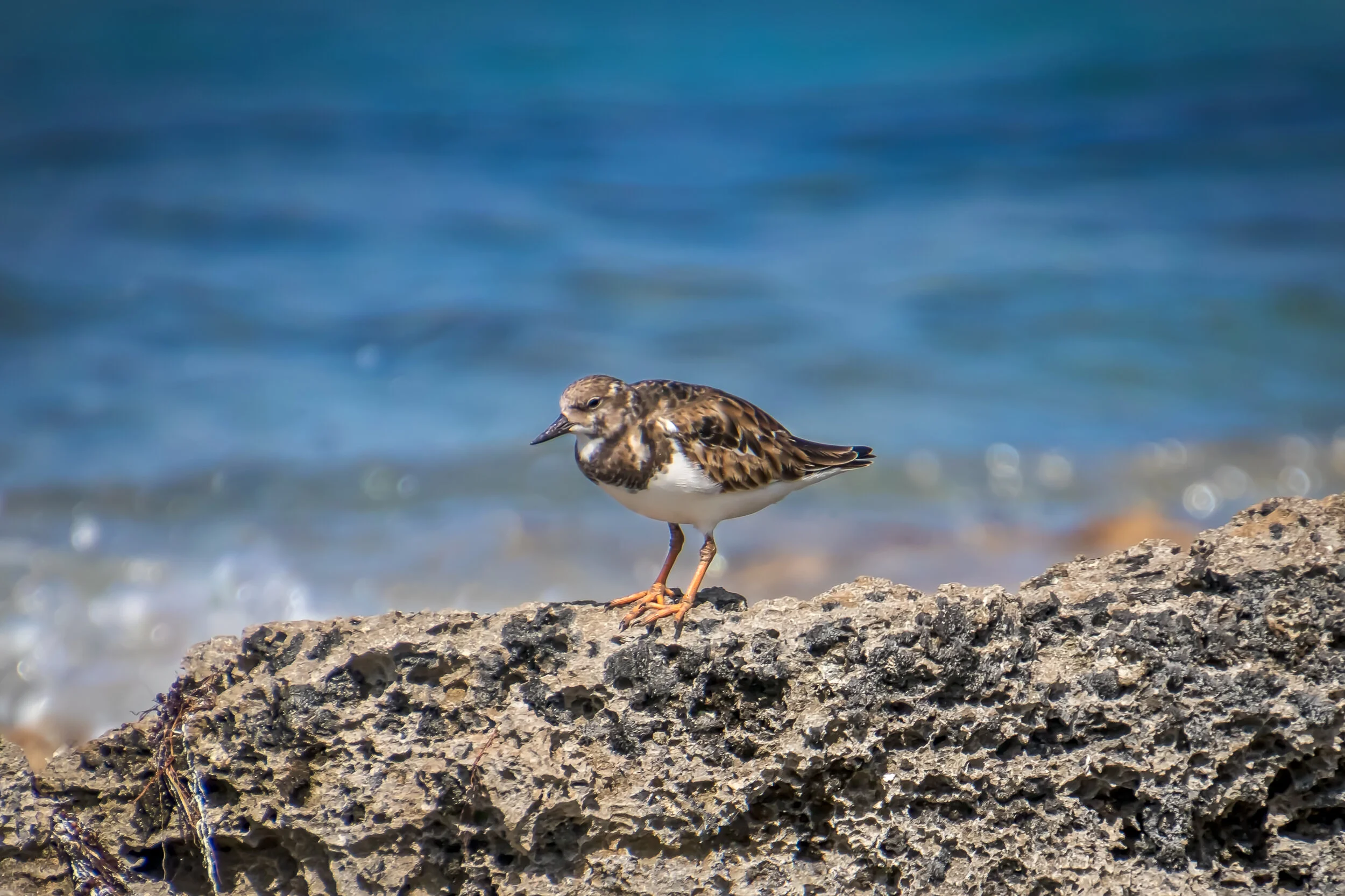 Sand Piper copyright 2.jpg