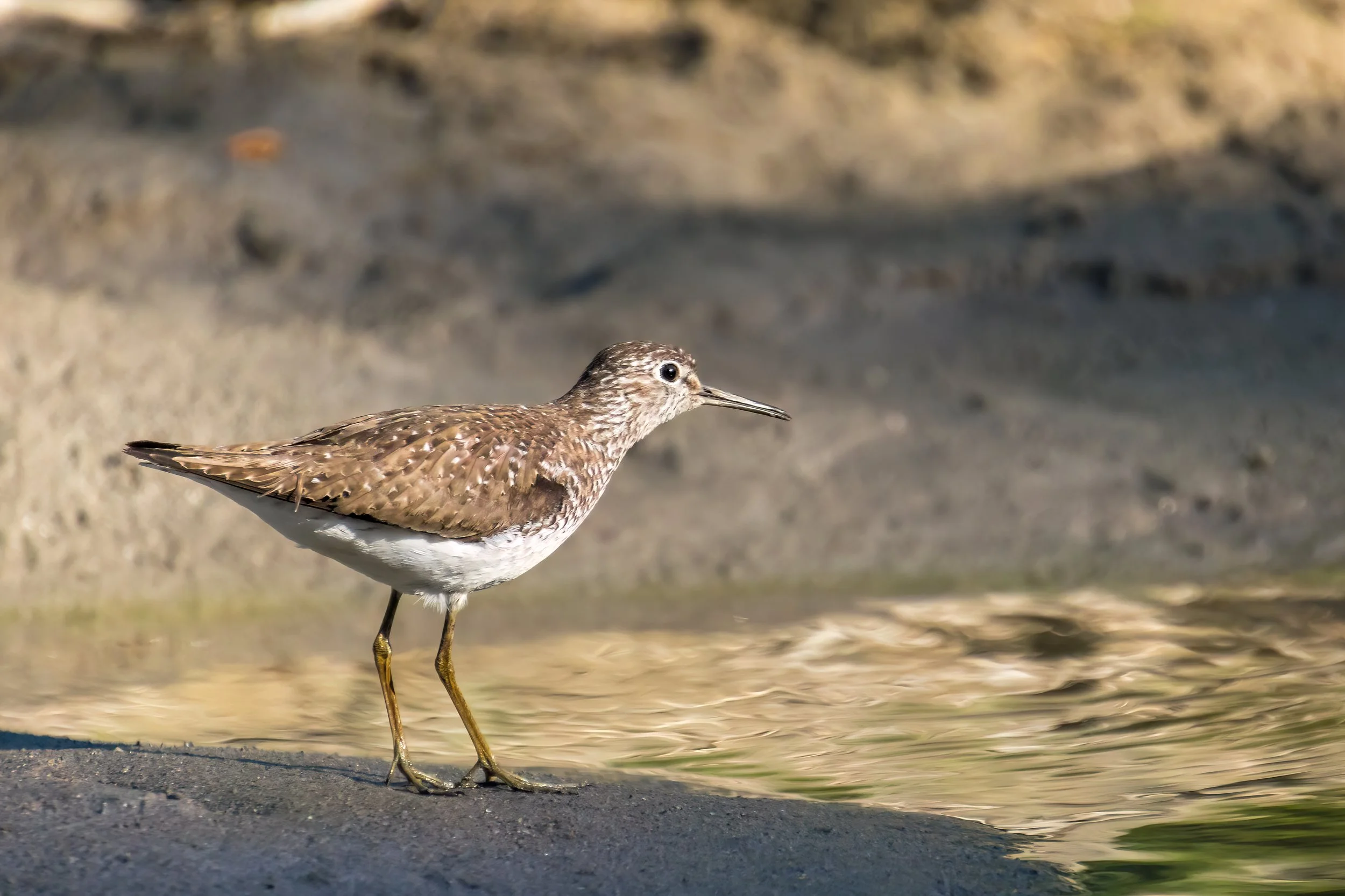 River Piper 2 Low Res.jpg