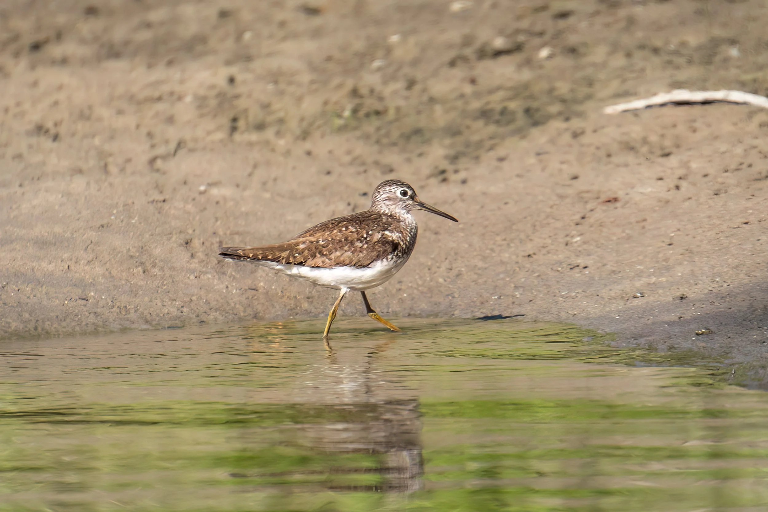 River Piper Low Res.jpg