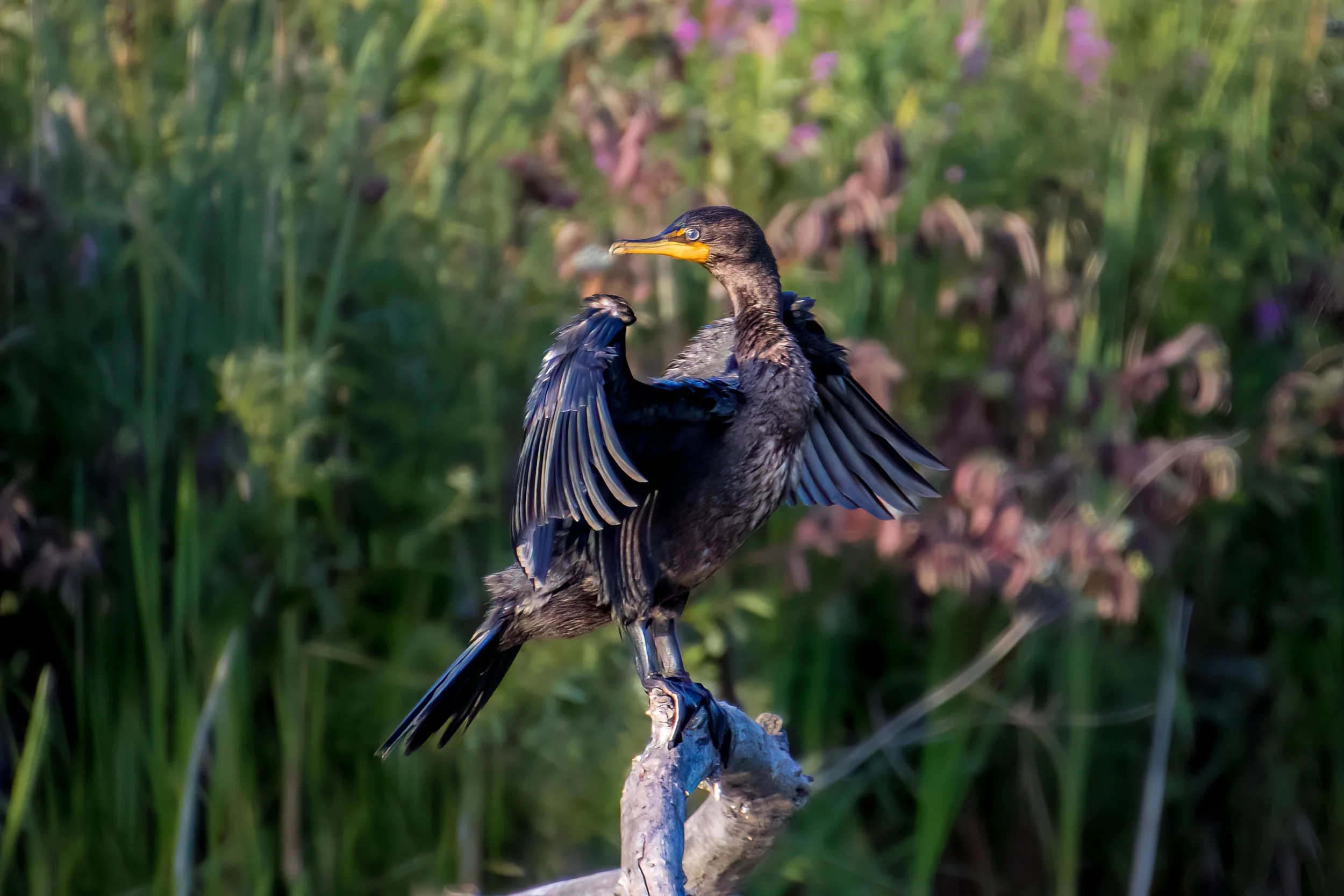 Cormorant Low Res.jpg