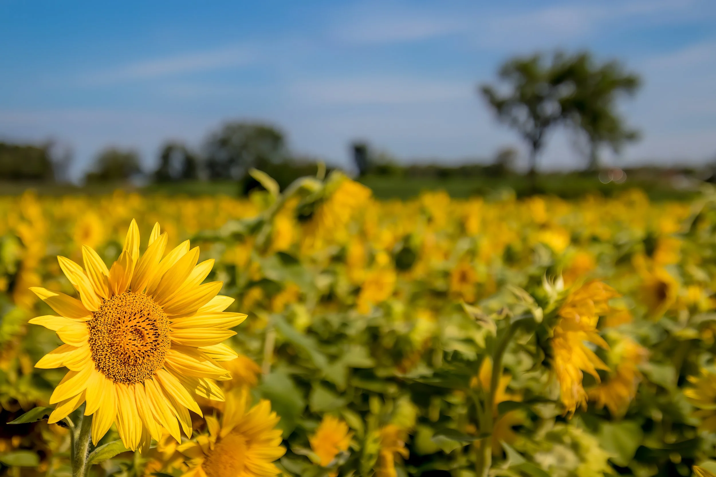 Sunflower Low Res.jpg