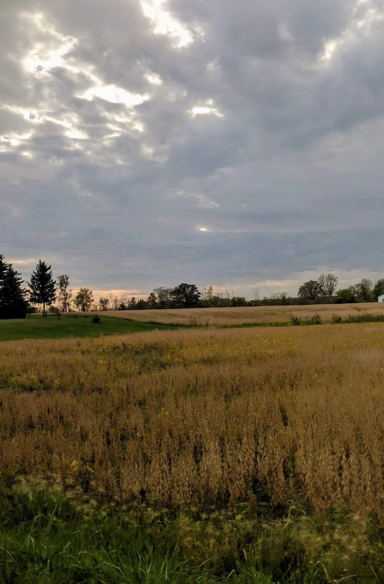 Copy of The Common Sense Diabetes Diet