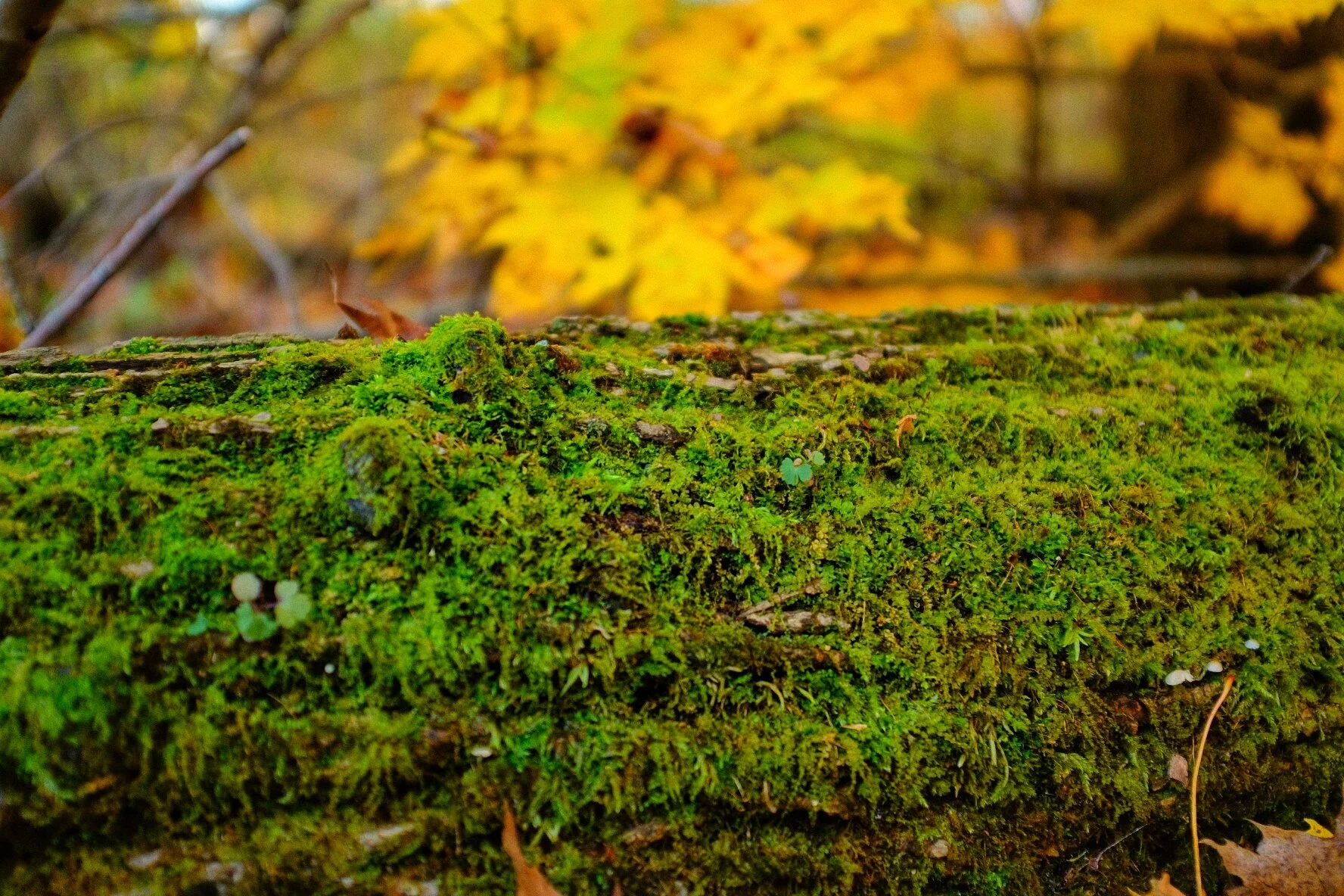 The Comfort of Connection