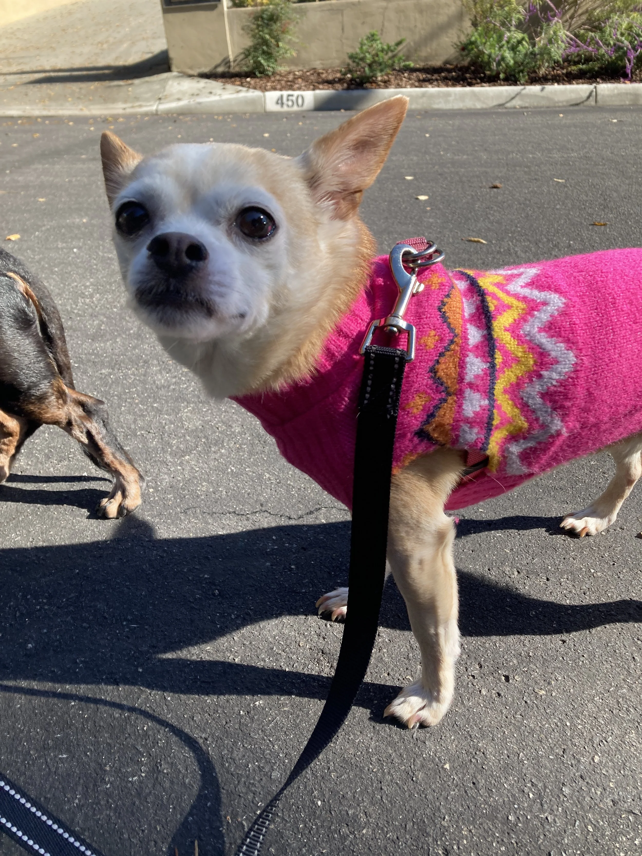 How Dogs Handle Insults