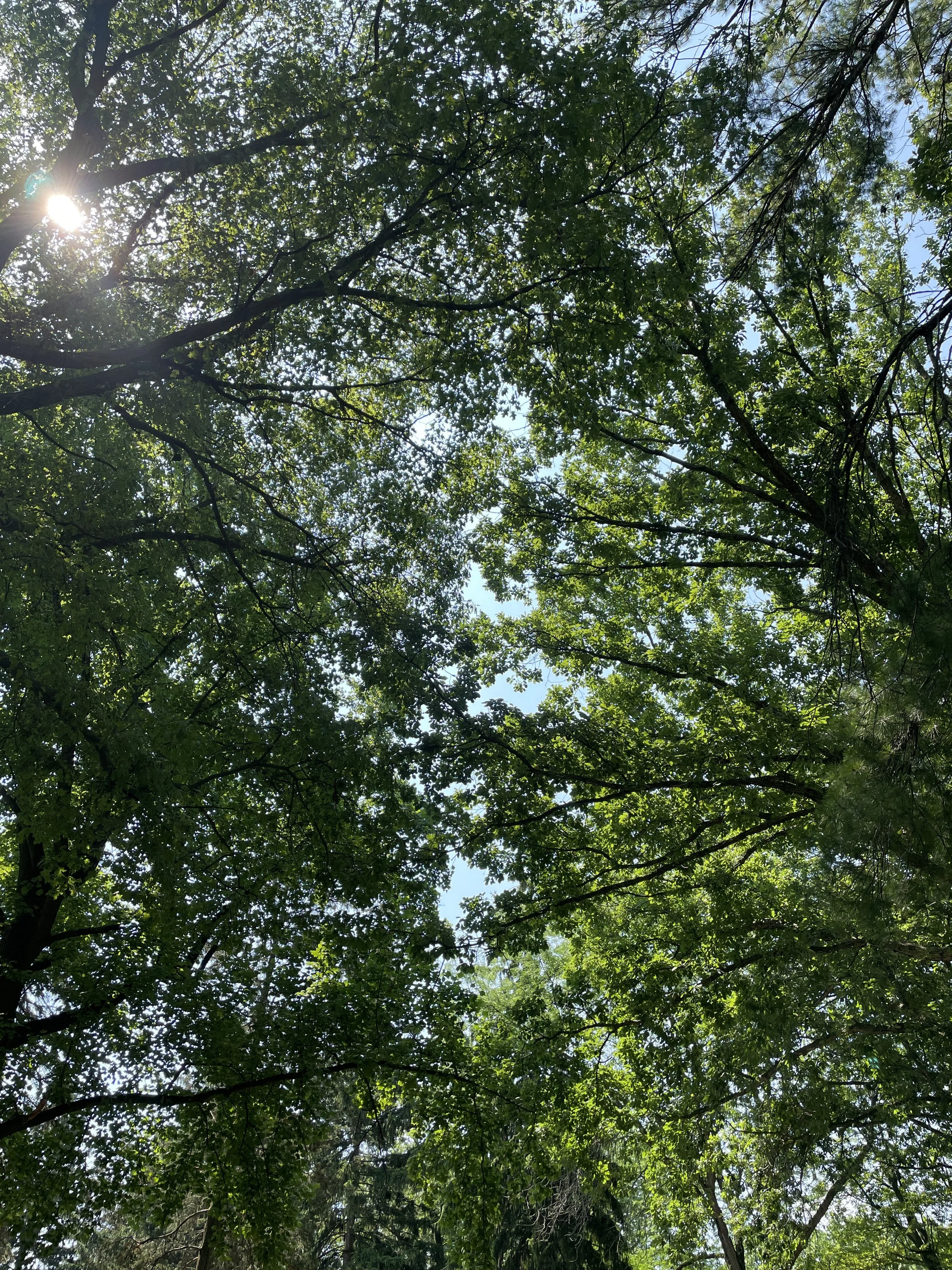 The Generosity of Trees