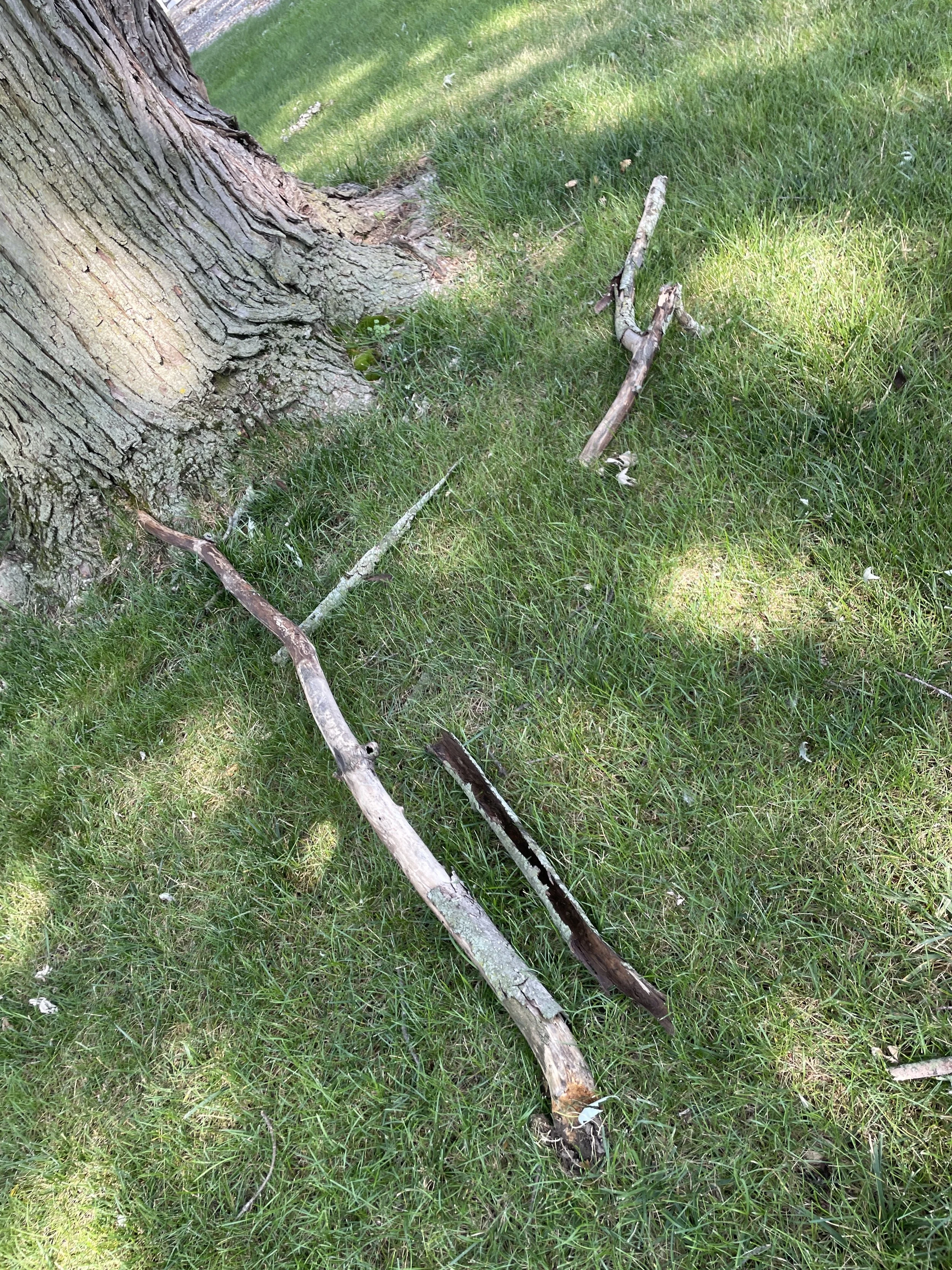 More About the Generosity of Trees