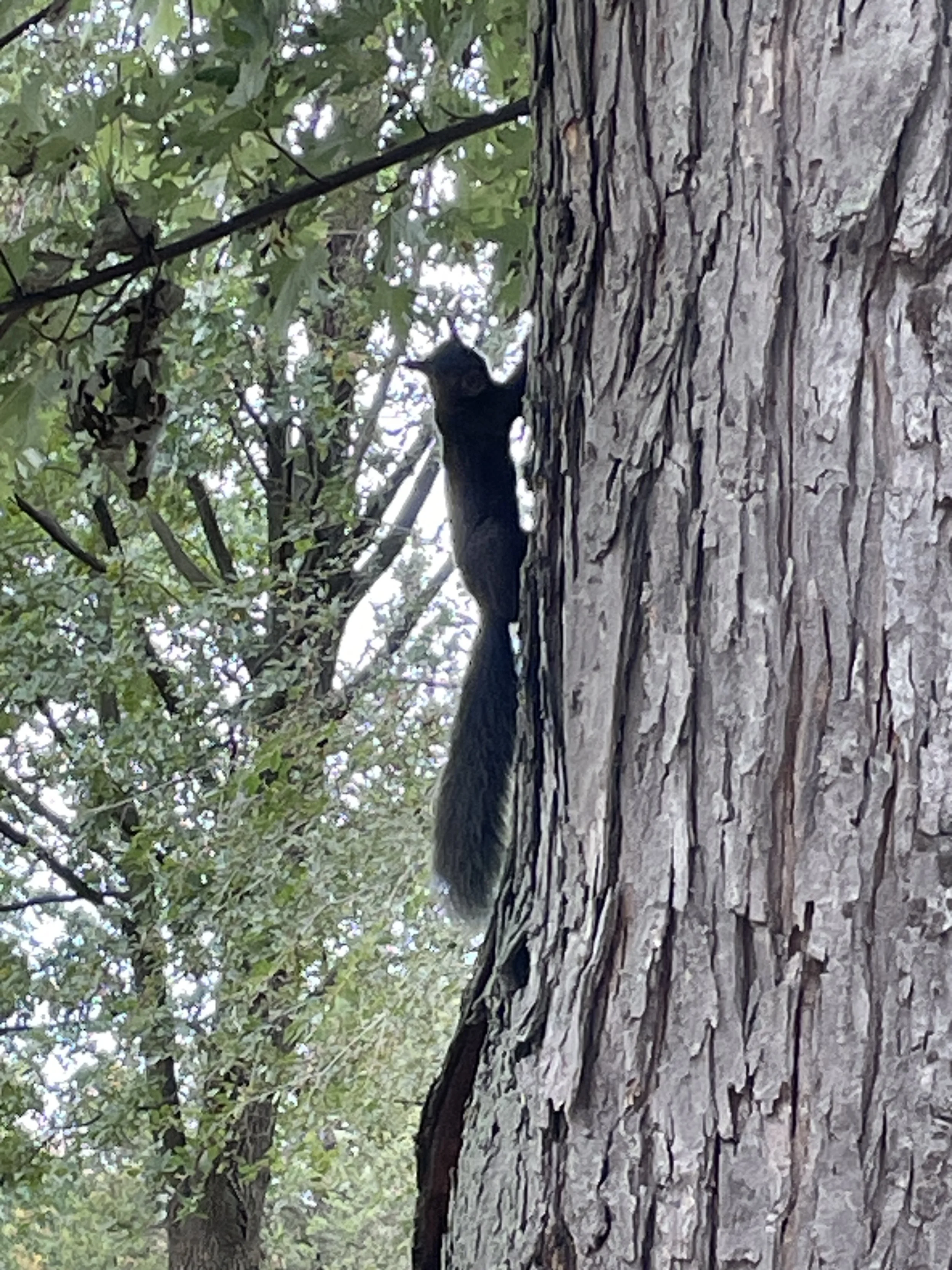 Squirrels and Other Aggravations