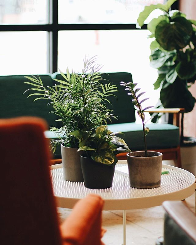 The living room. 🌿 If you need a place to meet up, come on down to the corner of Manhattan and Moro and get cozy.
.
.
#bookstore #books #indiebookstore #aggieville #community #livingroom #thisismybookstore #local #shoplocal #bookscoffeecommunity