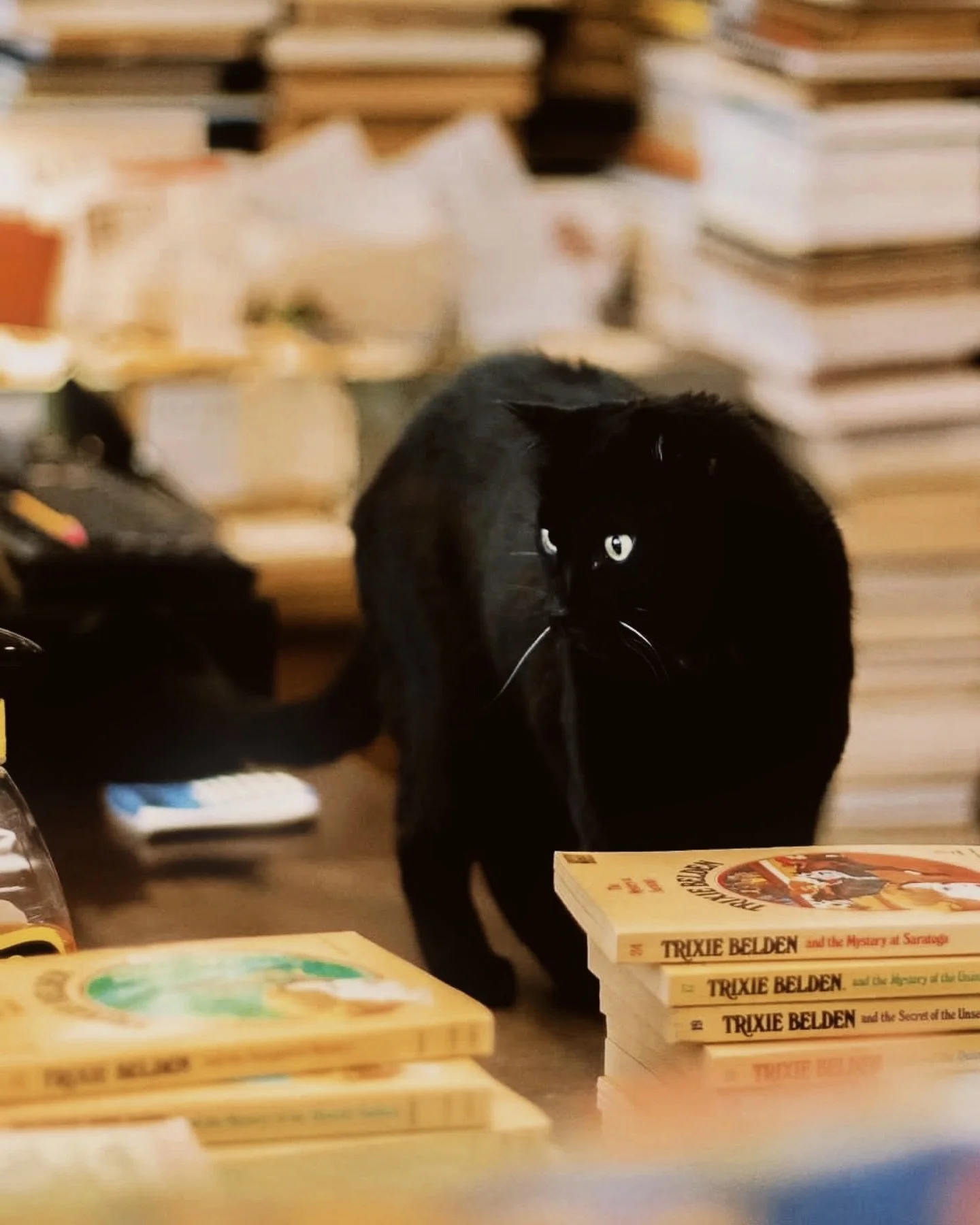 After over a decade of dedicated service, Dinah clocked out of her last shift and went peacefully, with lots of love around her. Here&rsquo;s to a bookstore life well lived. Thank you for all the affection shown to her while she was a resident of Mas