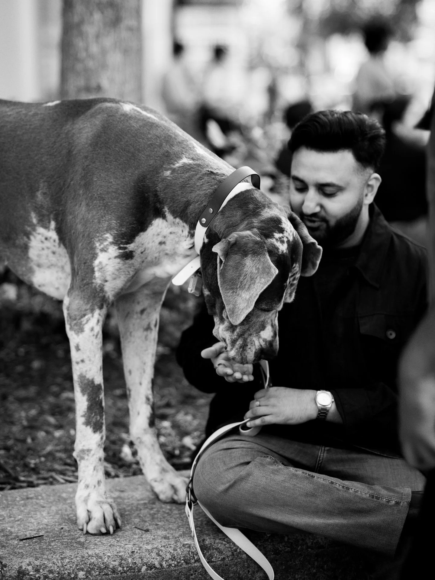 First day of fall, but I&rsquo;ve still got #TIFF50 on my mind #dogsoftiff #tiff #festivalstreet #thesix #toronto #nikon #lightroom #artofvisuals #dogsofinstagram