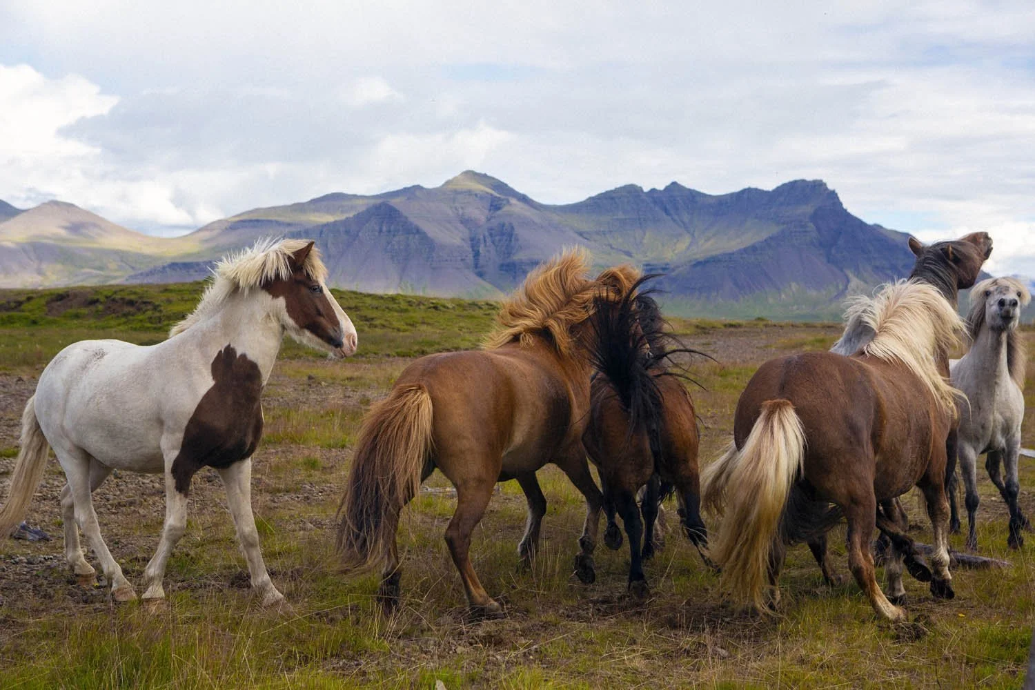 1- Iceland Horses.jpg