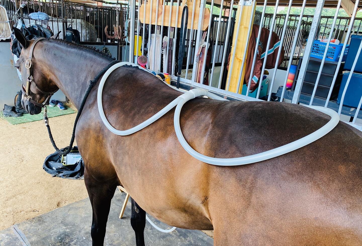Loosening up your horses whole back makes a world of difference in just 10 minutes! Try out magna wave today @ Brownland Farms Horse Show!! 978-289-3011