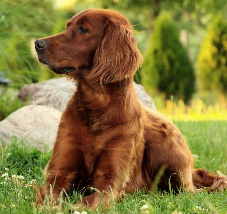  Interpreting the Constitution