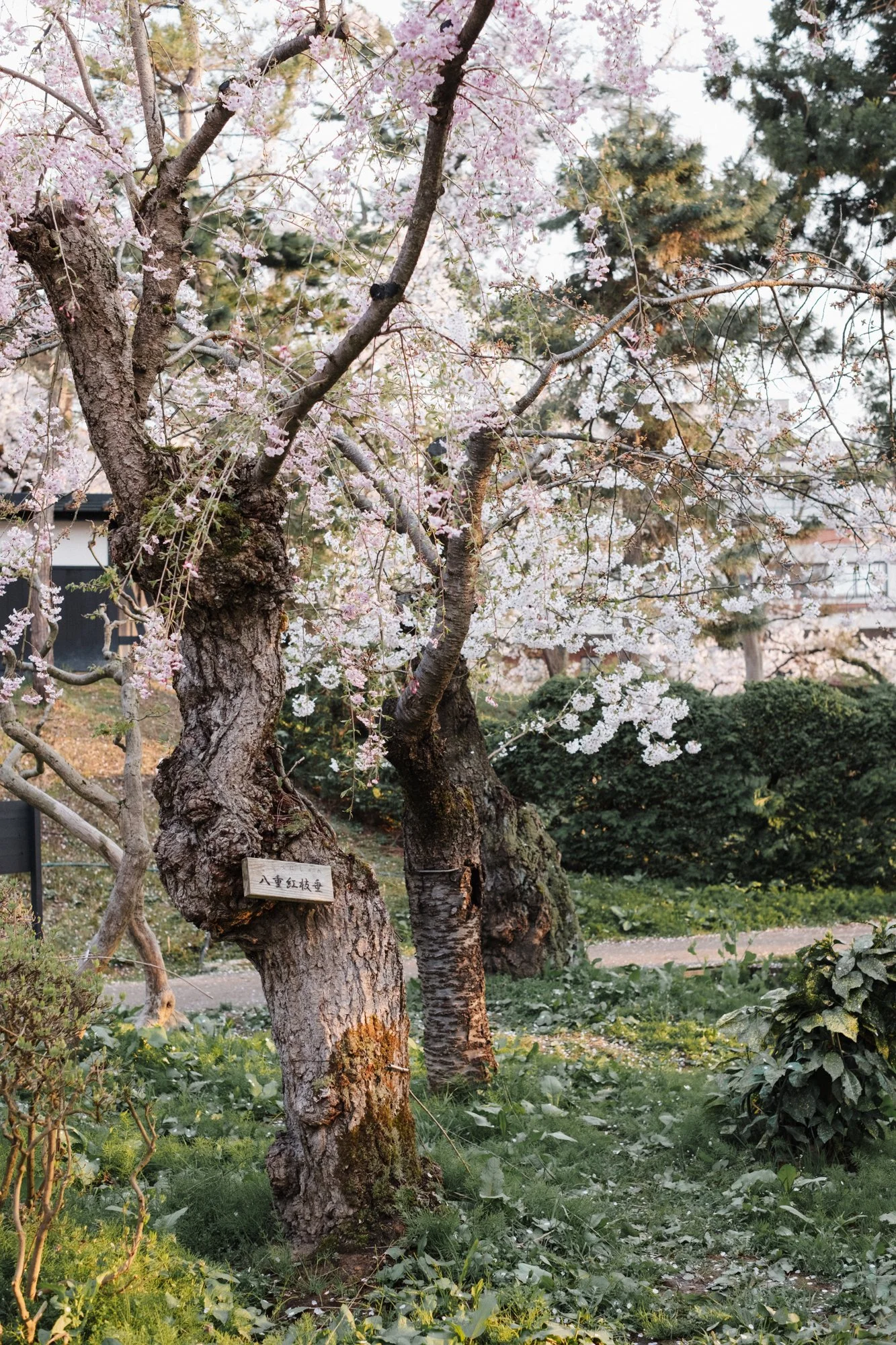 DSCF4753.jpg