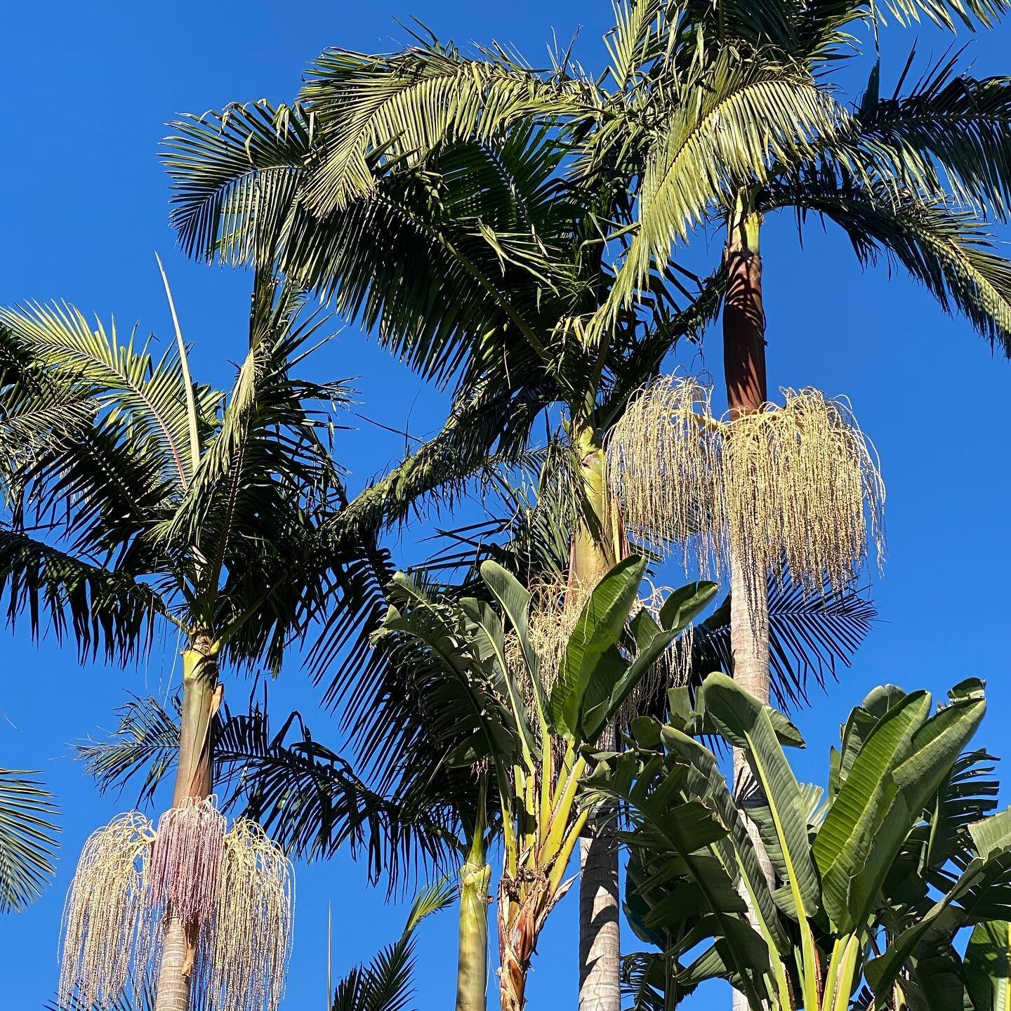 Alice Walker
&quot;In nature, nothing is perfect and everything is perfect. Trees can be contorted, bent in weird ways, and they're still beautiful.&quot; #Mindful writing #Inspiration #Nature #Resilience #SelfExpression #WritingPrompts