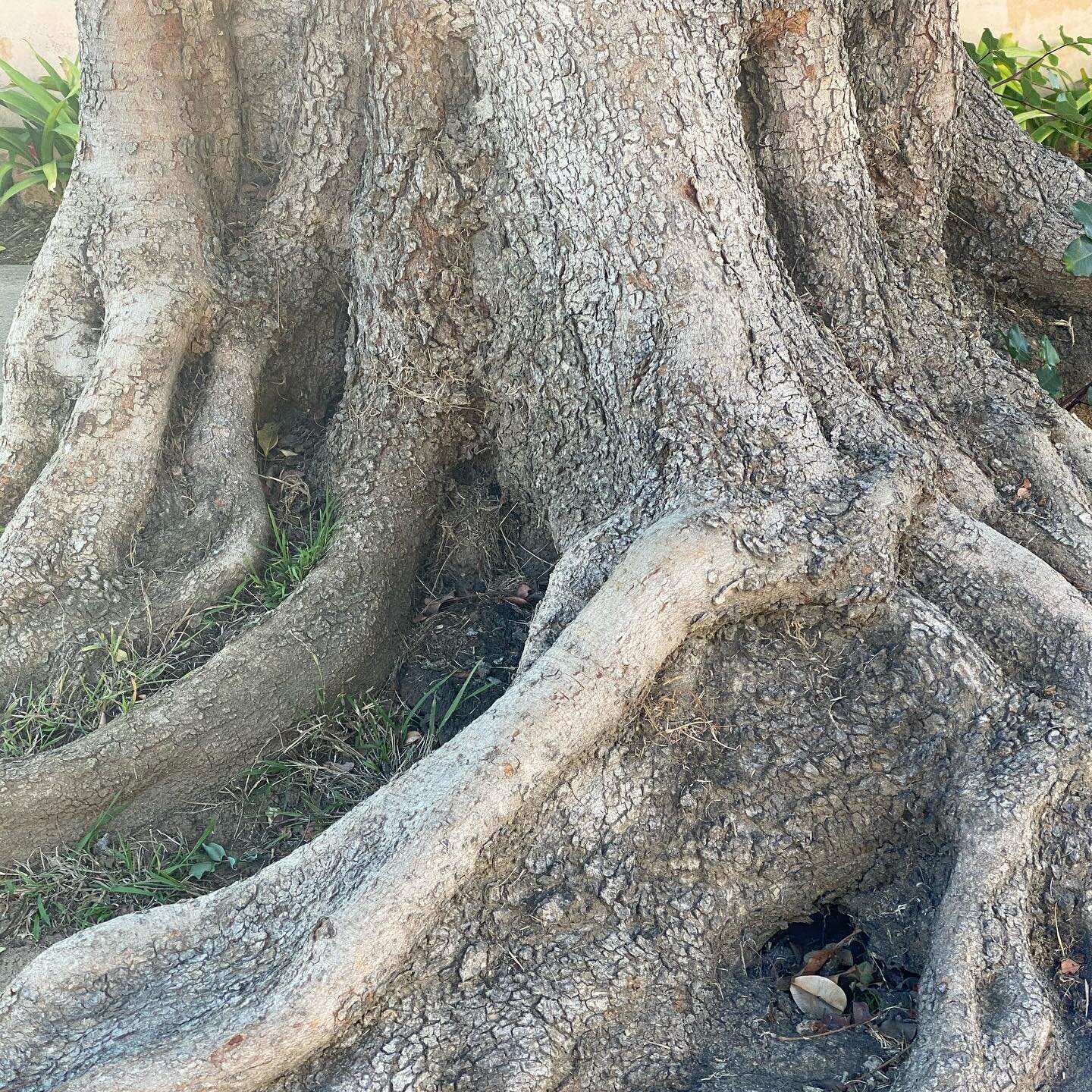 &ldquo;When Great Trees Fall

When great trees fall,
rocks on distant hills shudder,
lions hunker down
in tall grasses,
and even elephants
lumber after safety.

When great trees fall
in forests,
small things recoil into silence,
their senses
eroded b