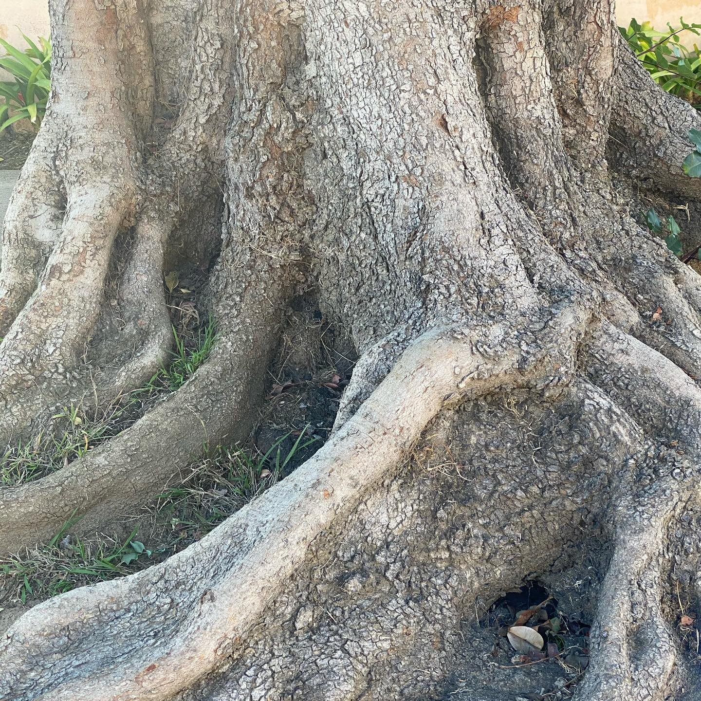 &ldquo;When Great Trees Fall

When great trees fall,
rocks on distant hills shudder,
lions hunker down
in tall grasses,
and even elephants
lumber after safety.

When great trees fall
in forests,
small things recoil into silence,
their senses
eroded b