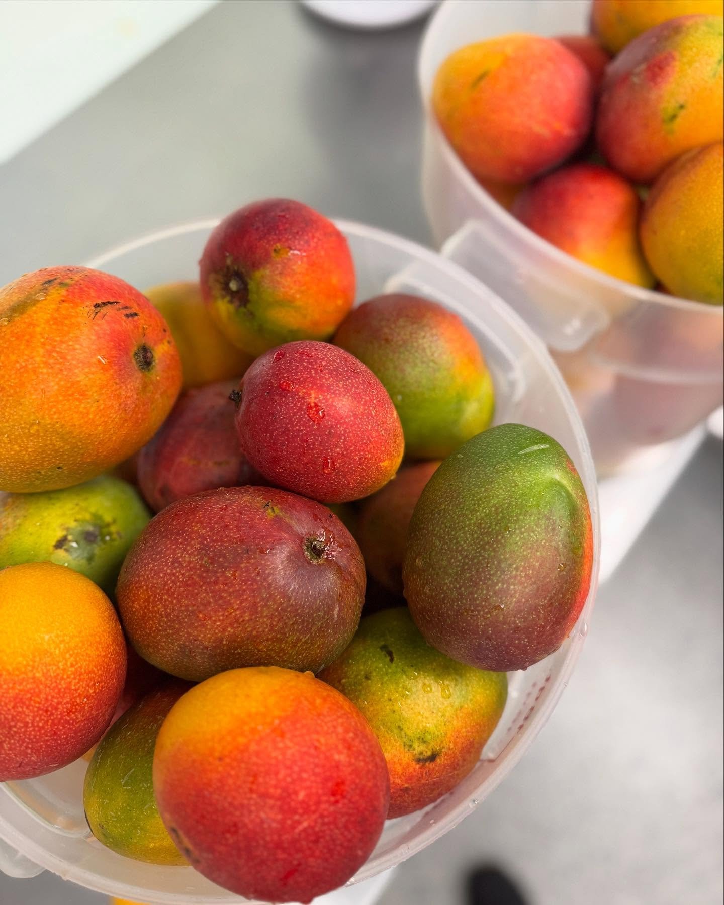 🥭❄️ In Hawai’i, when the mangoes are falling — it’s the most wonderful time of the year 🎶 this month, we will process over 500+lbs of fresh mango for our Mākaha Sun ✨ a swirl of @makahamangoes sorbet + Guava sorbet.
Share this 🥭