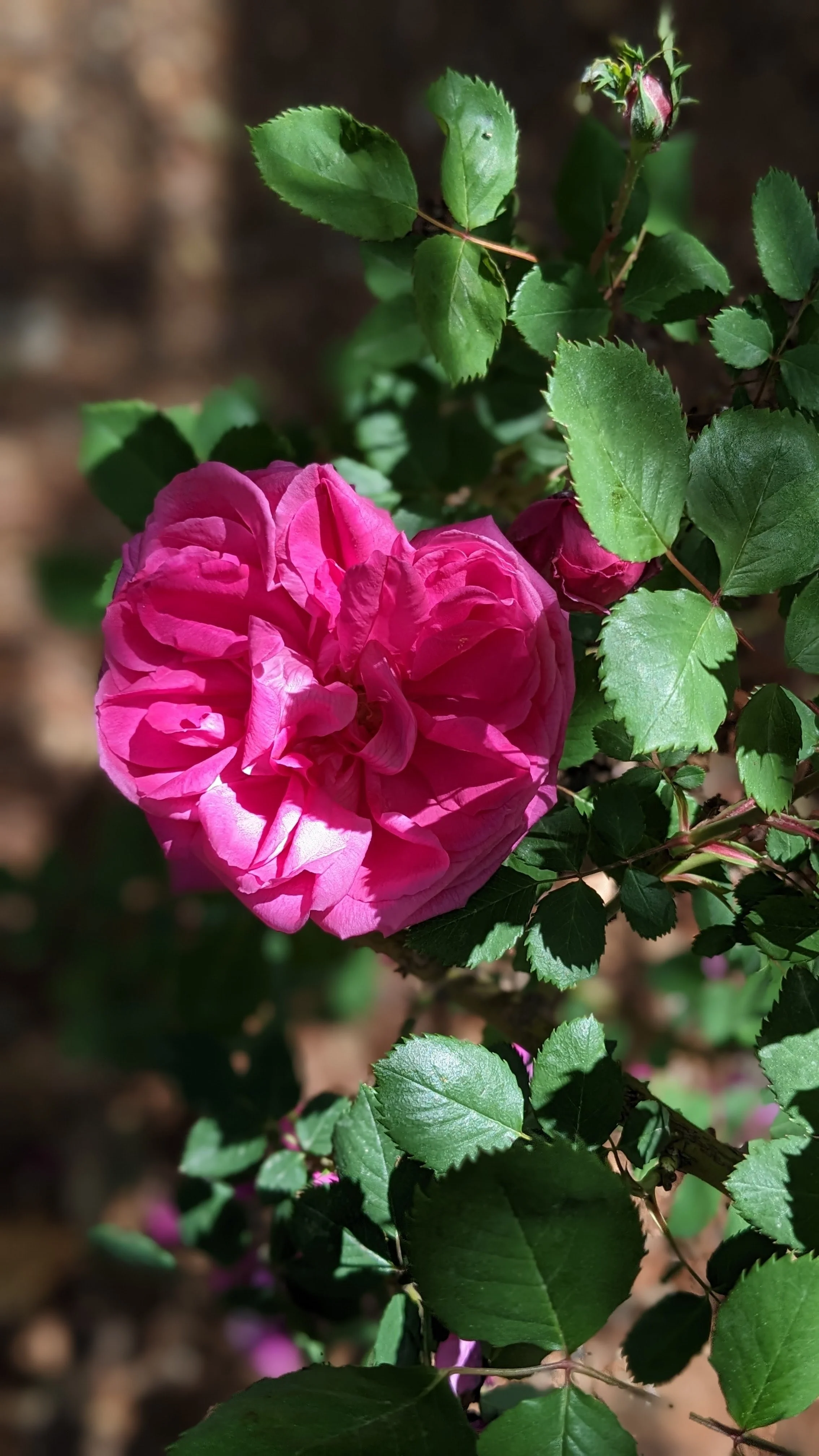 Preserving Arab History