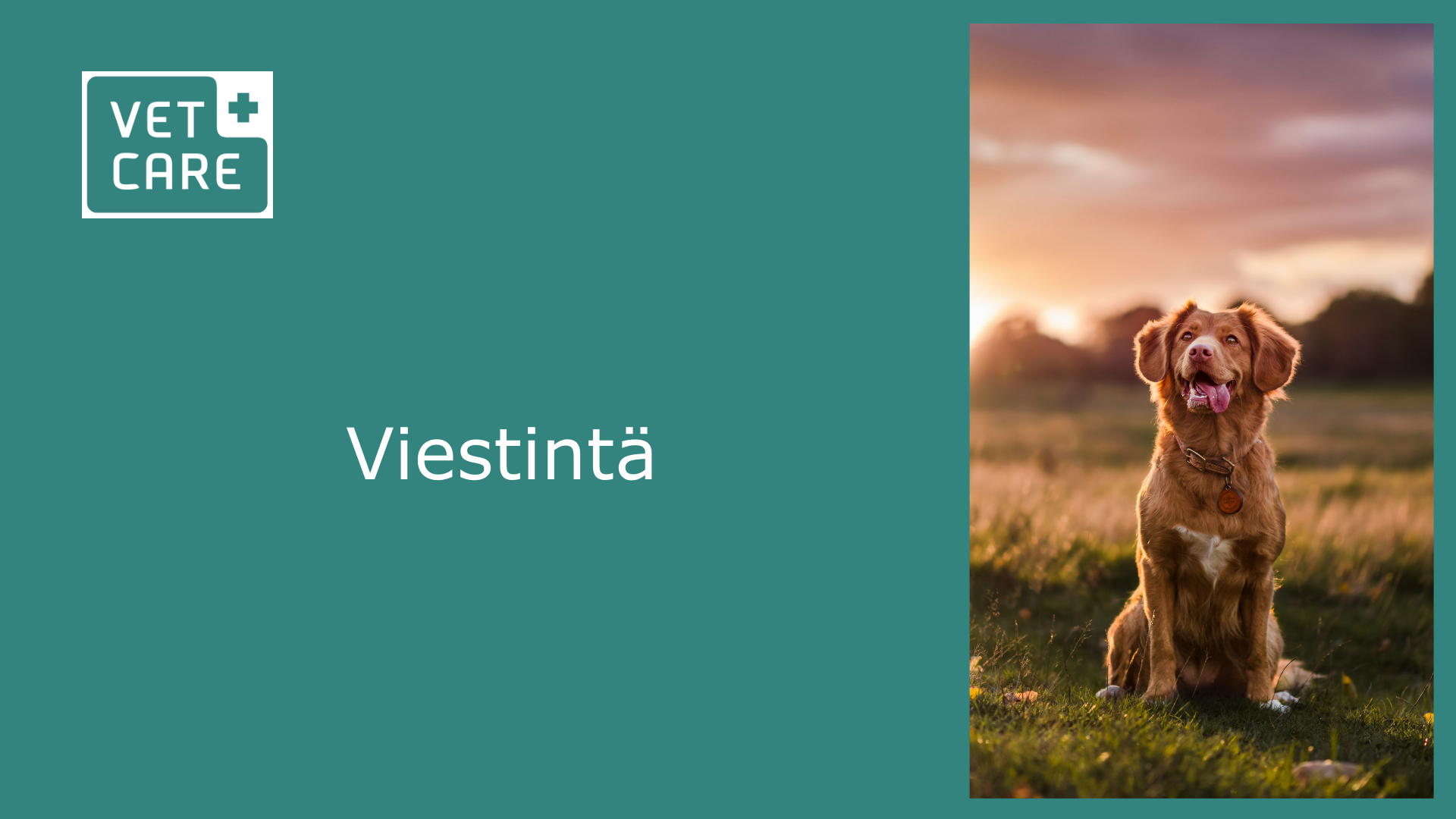 Ovaali viestintä Vetcare.png