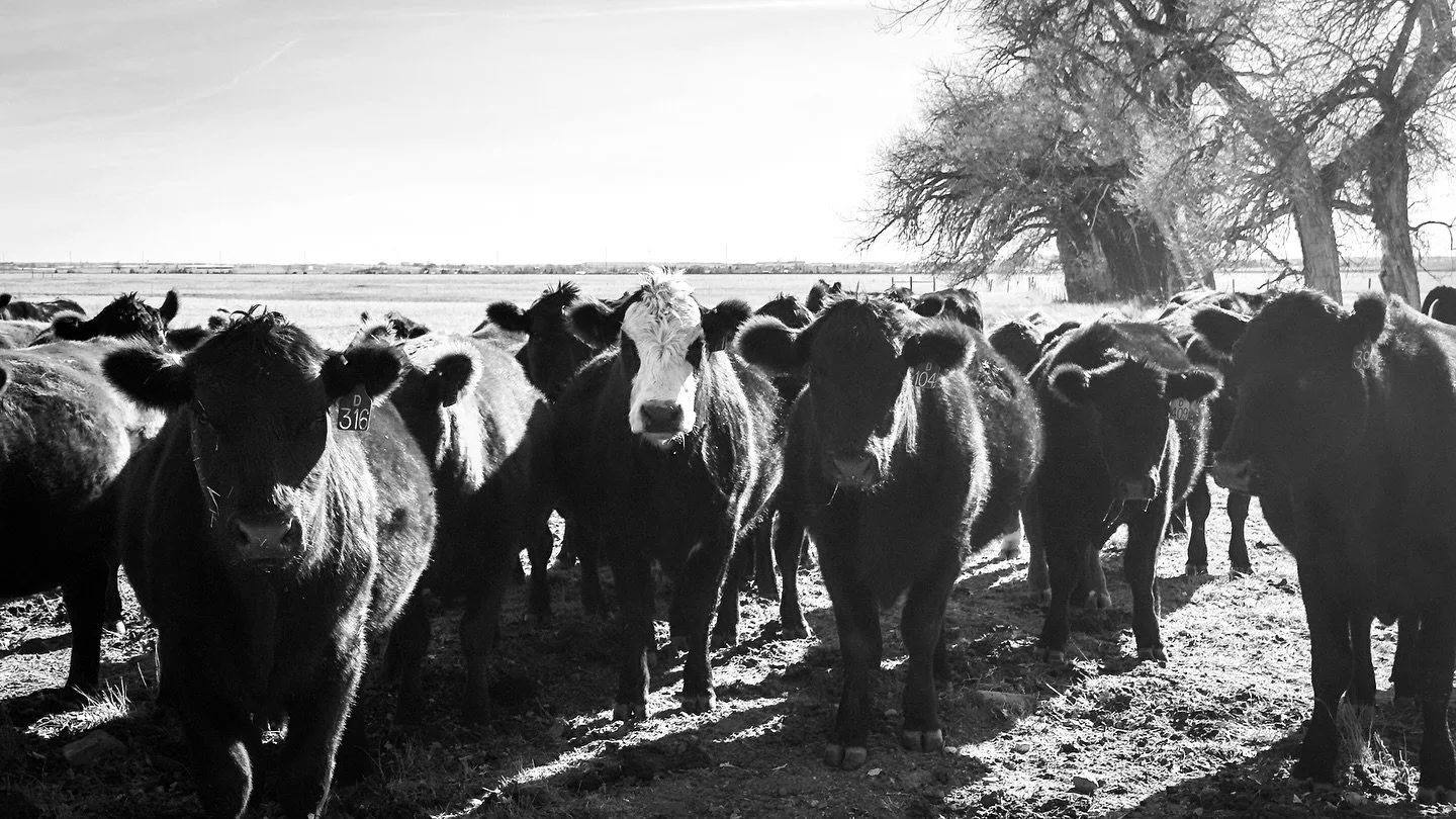 Went for a walk. Found some friends. ✨