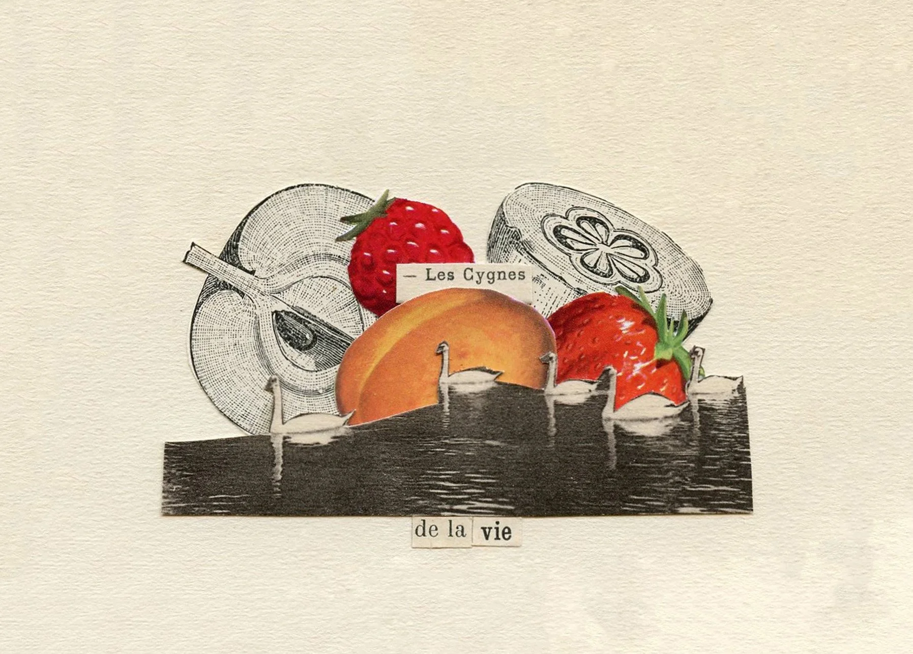 cygne de la vie.jpg