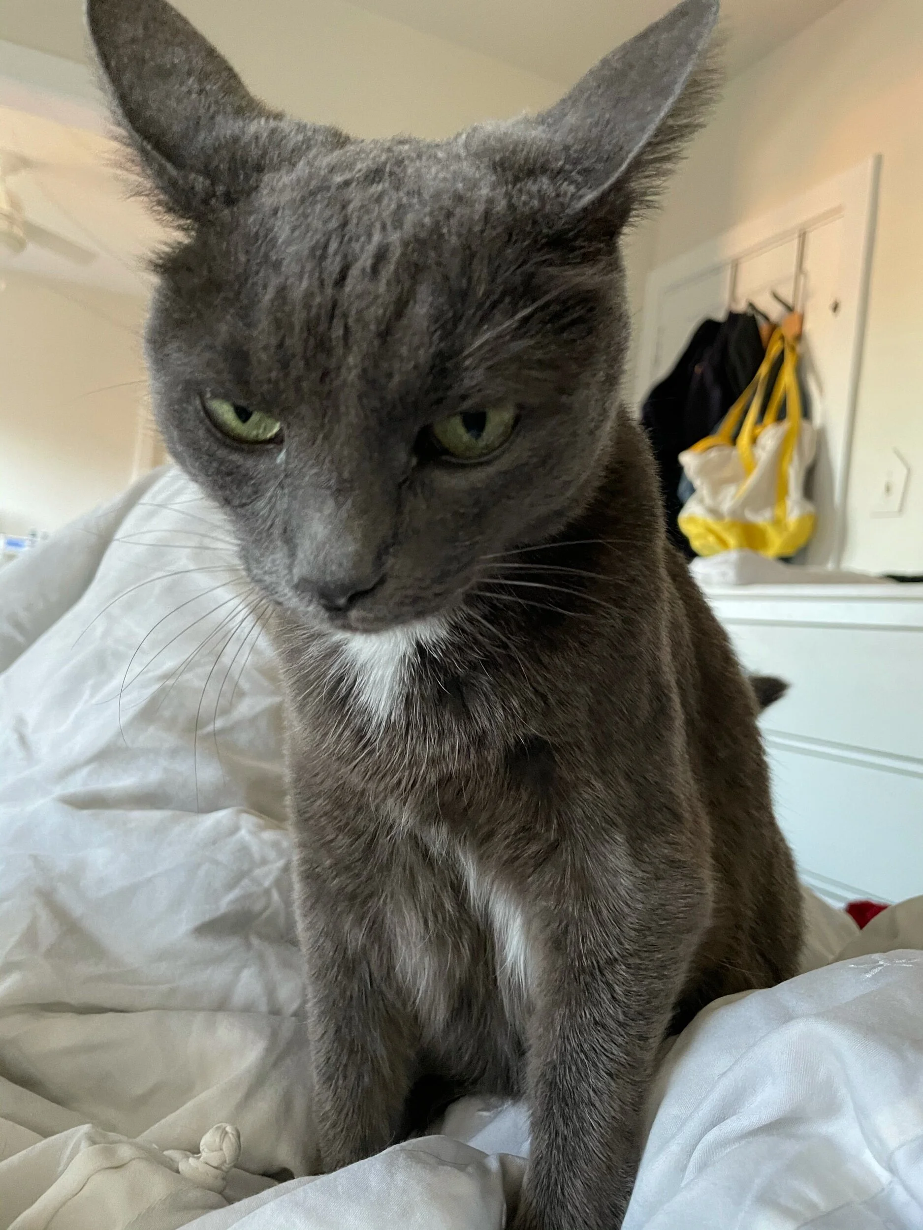 Aggression in cats