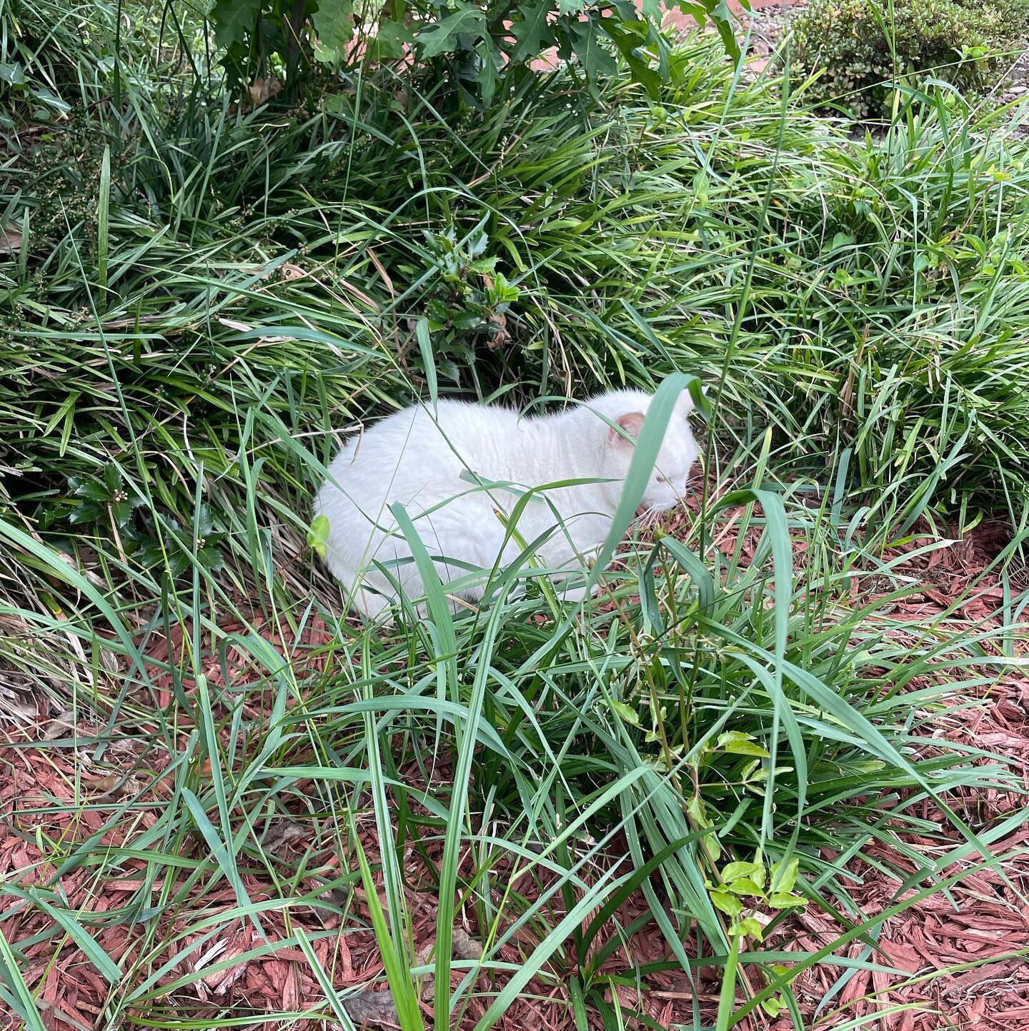 Saw this fluffy white plant growing in a neighbors yard. Not sure of the type but it was very soft. 😹