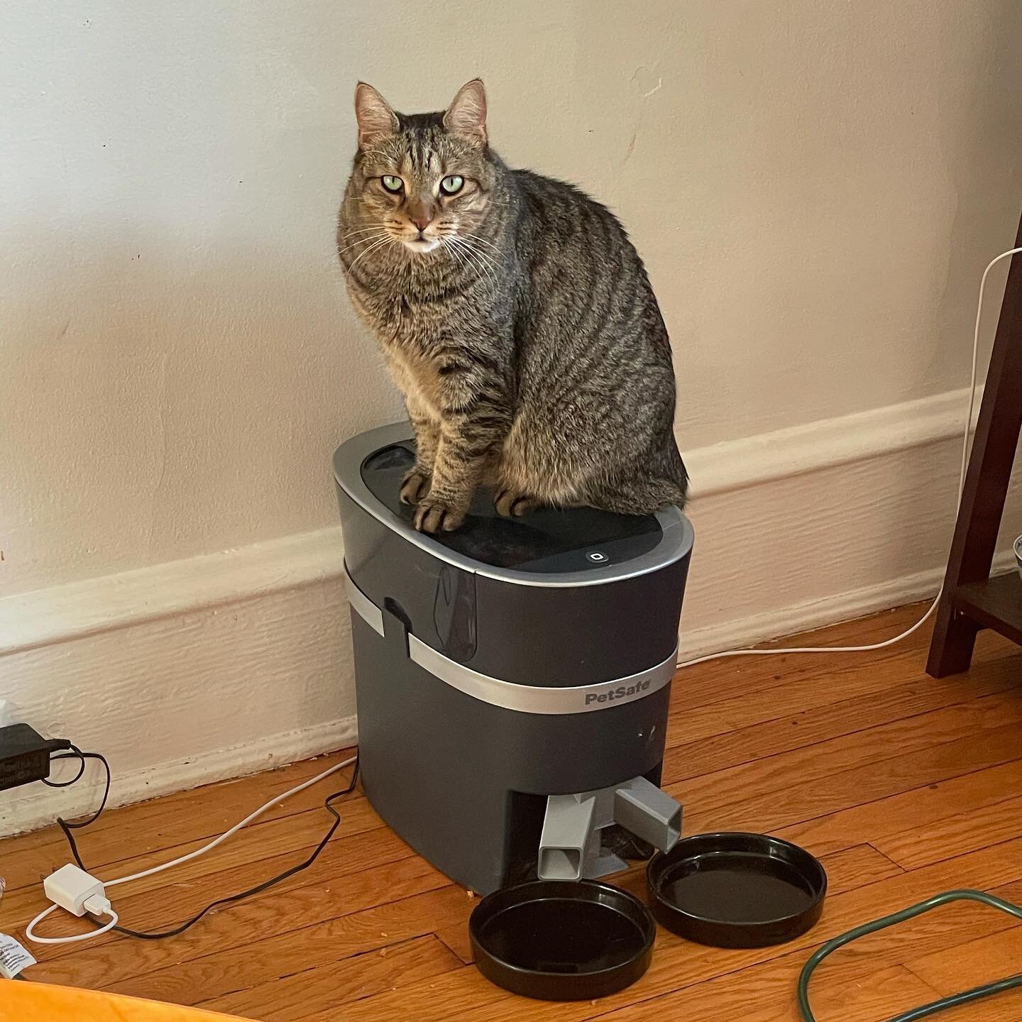 I&rsquo;m not sure what Kit is trying to tell me&hellip;🤣🤣🤣. You wouldn&rsquo;t know that he was fed 45 minutes ago from that face. In any case, the automatic feeder plus a 3D printed divider that was purchased via Amazon was a lifesaver from 5am 
