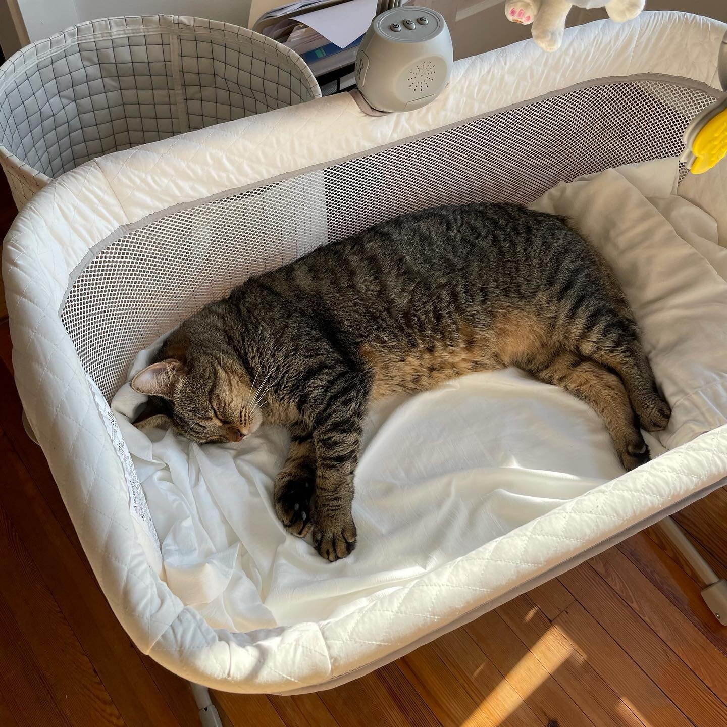 Couldn&rsquo;t find the cat anywhere until we  looked in the bassinet&hellip;. 😅