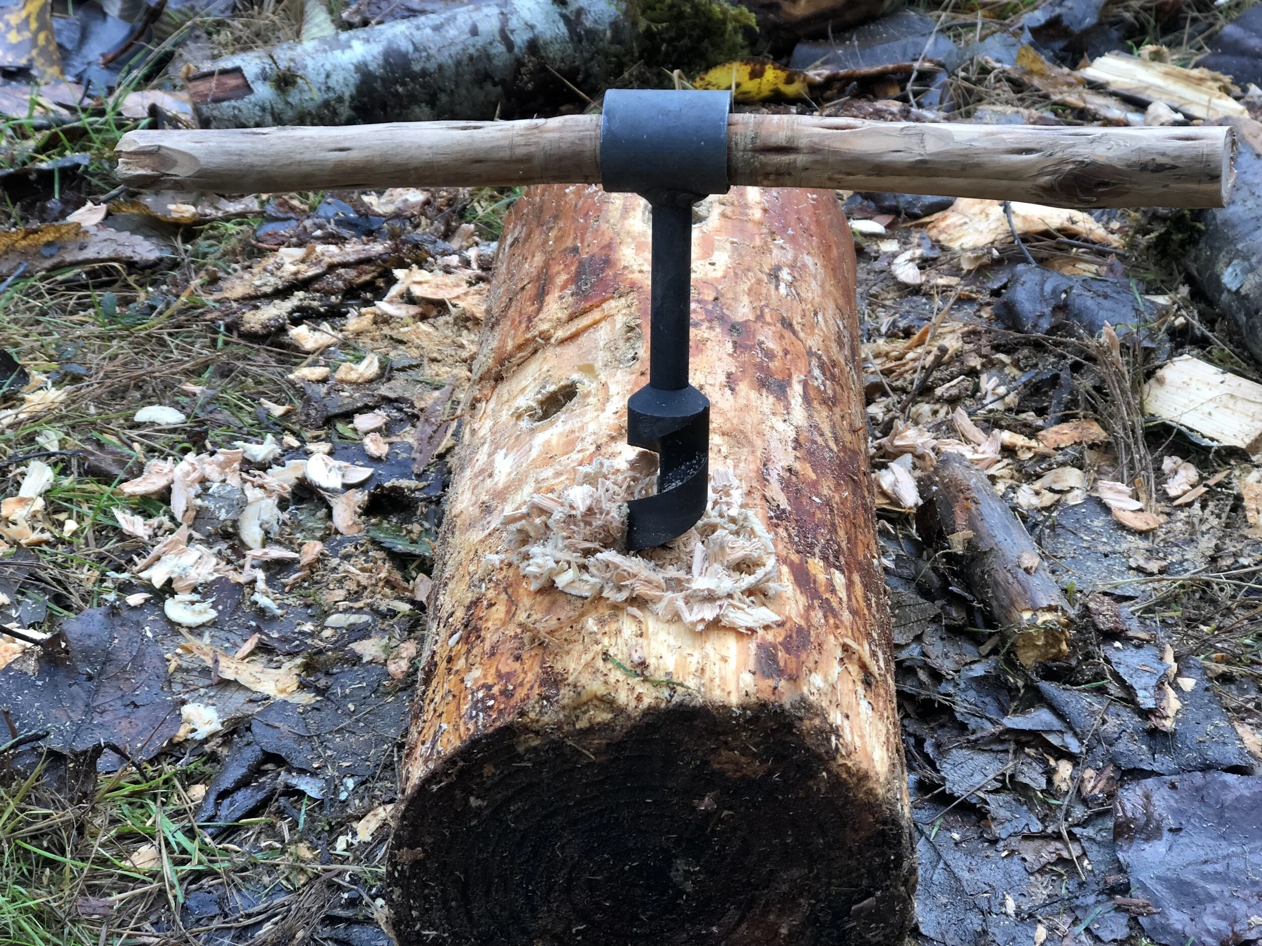 auger in log.jpg