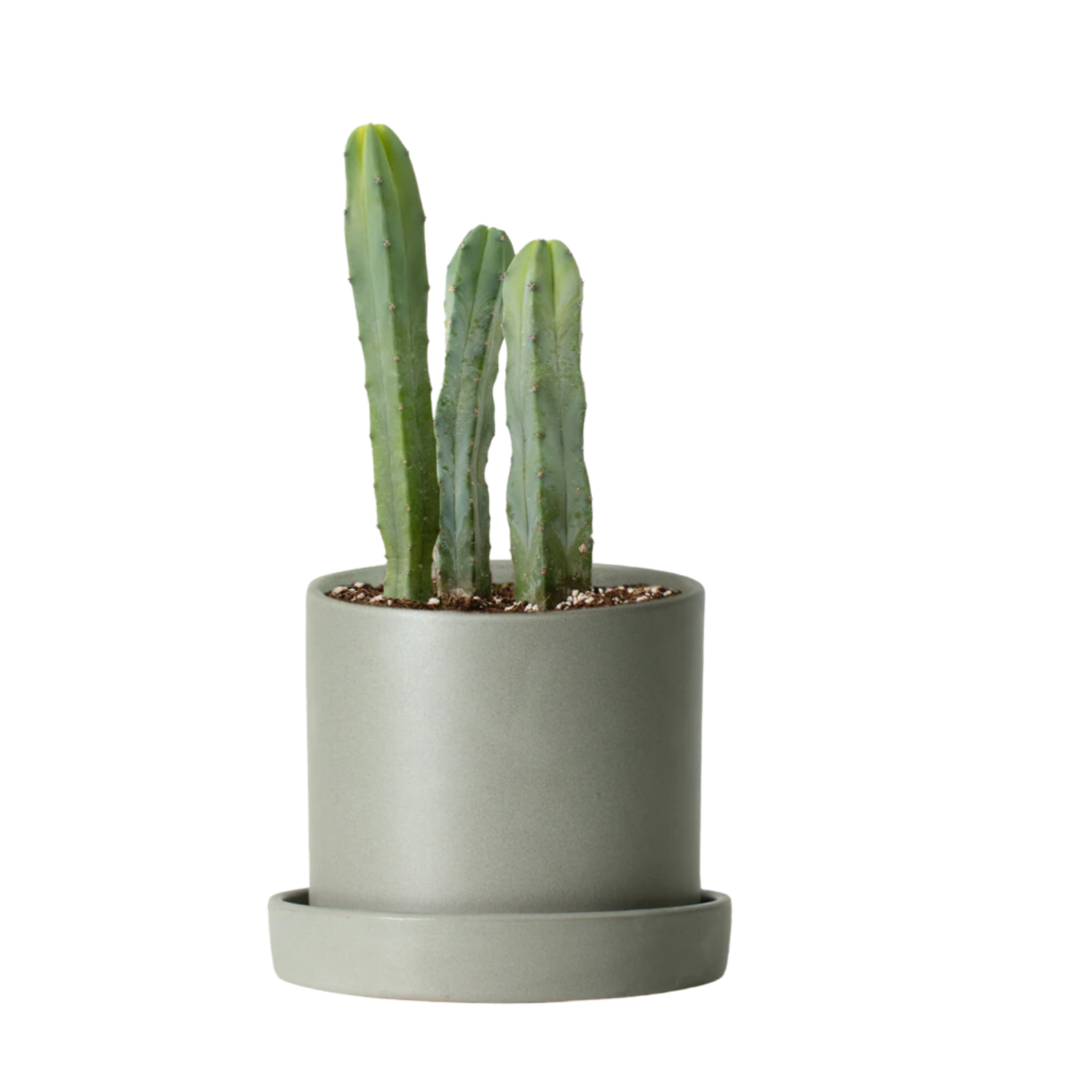 Live Cactus in Pot
