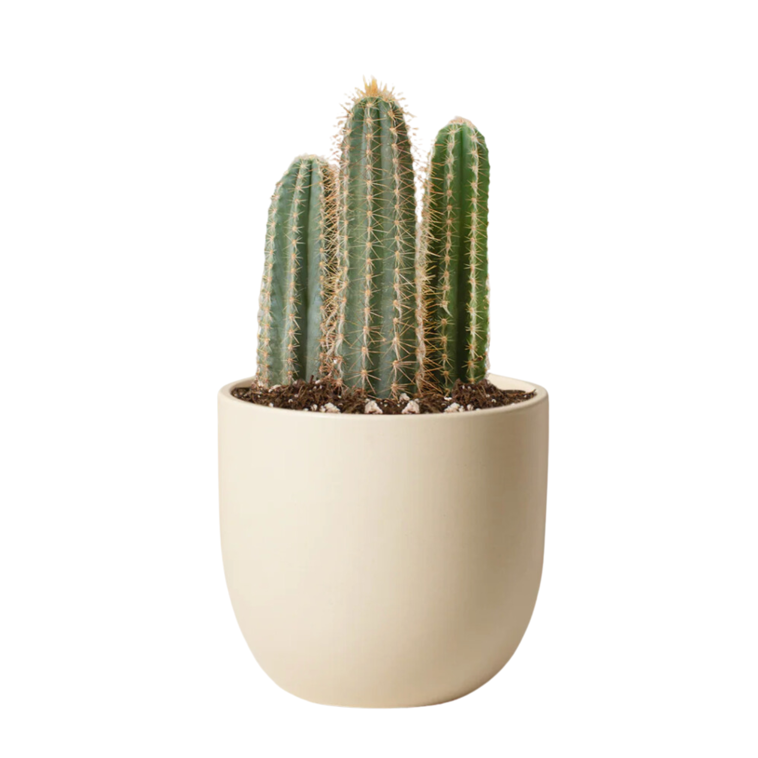 Live Cactus in Pot