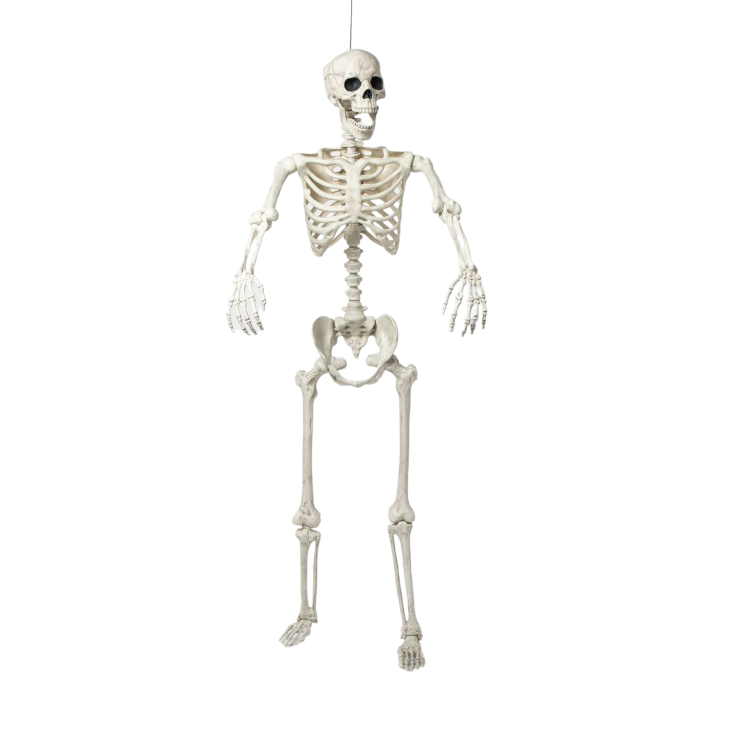 60" Skeleton