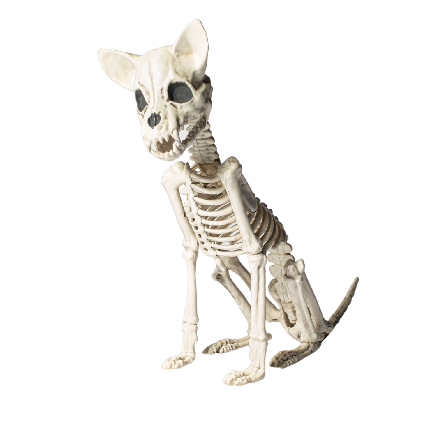 Chihuahua Skeleton
