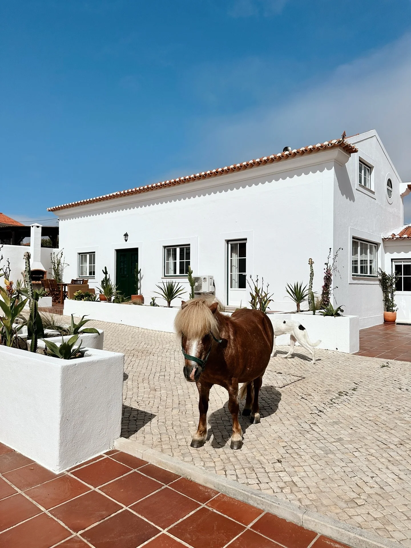Dreaming of warm summer days☀️ Our Spring &amp; Summer calendar is open ~ time to book your Portugal getaway.✨

Book direct: https://reservations.blancobungalow.com

Book on Airbnb: http://www.airbnb.com/p/blancobungalow

#portugal #farmstay #airbnbs