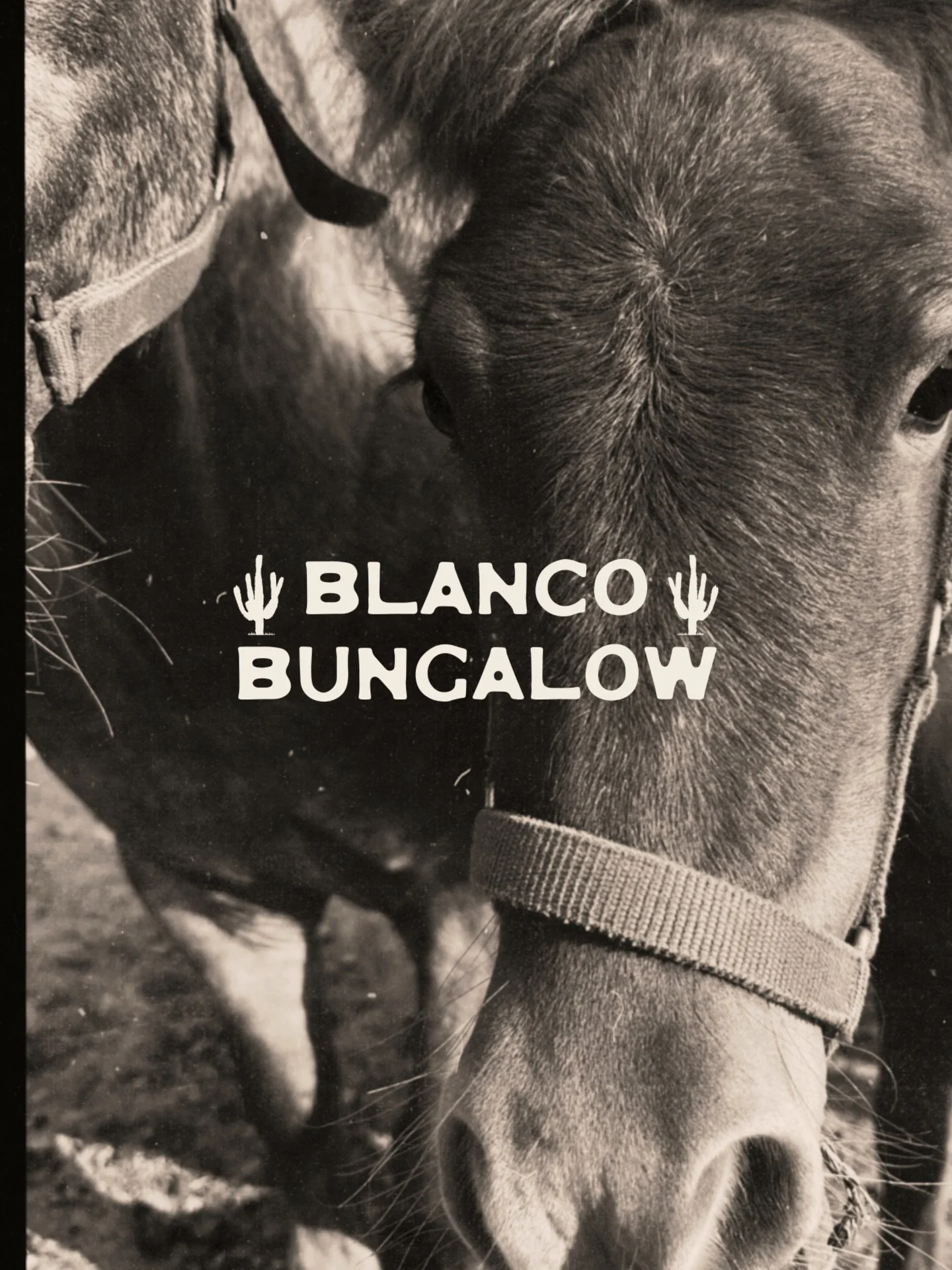 dusting off the cactus🌵ready to re-open this april 

#blancobungalow