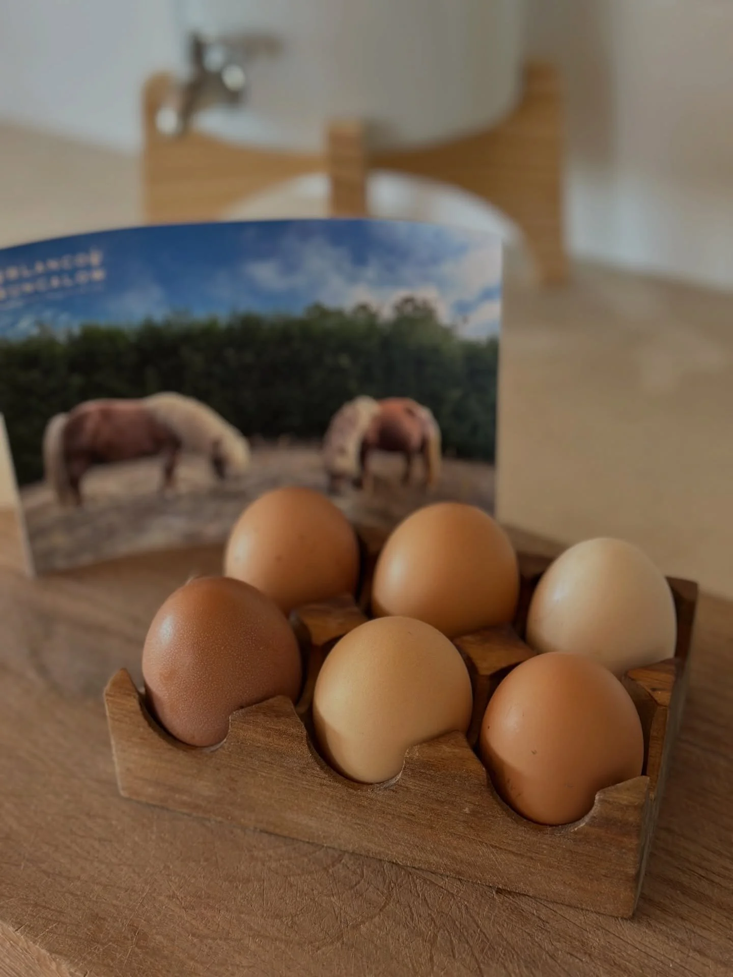 this week at The Bungalow🌿

#portugal #farmlife