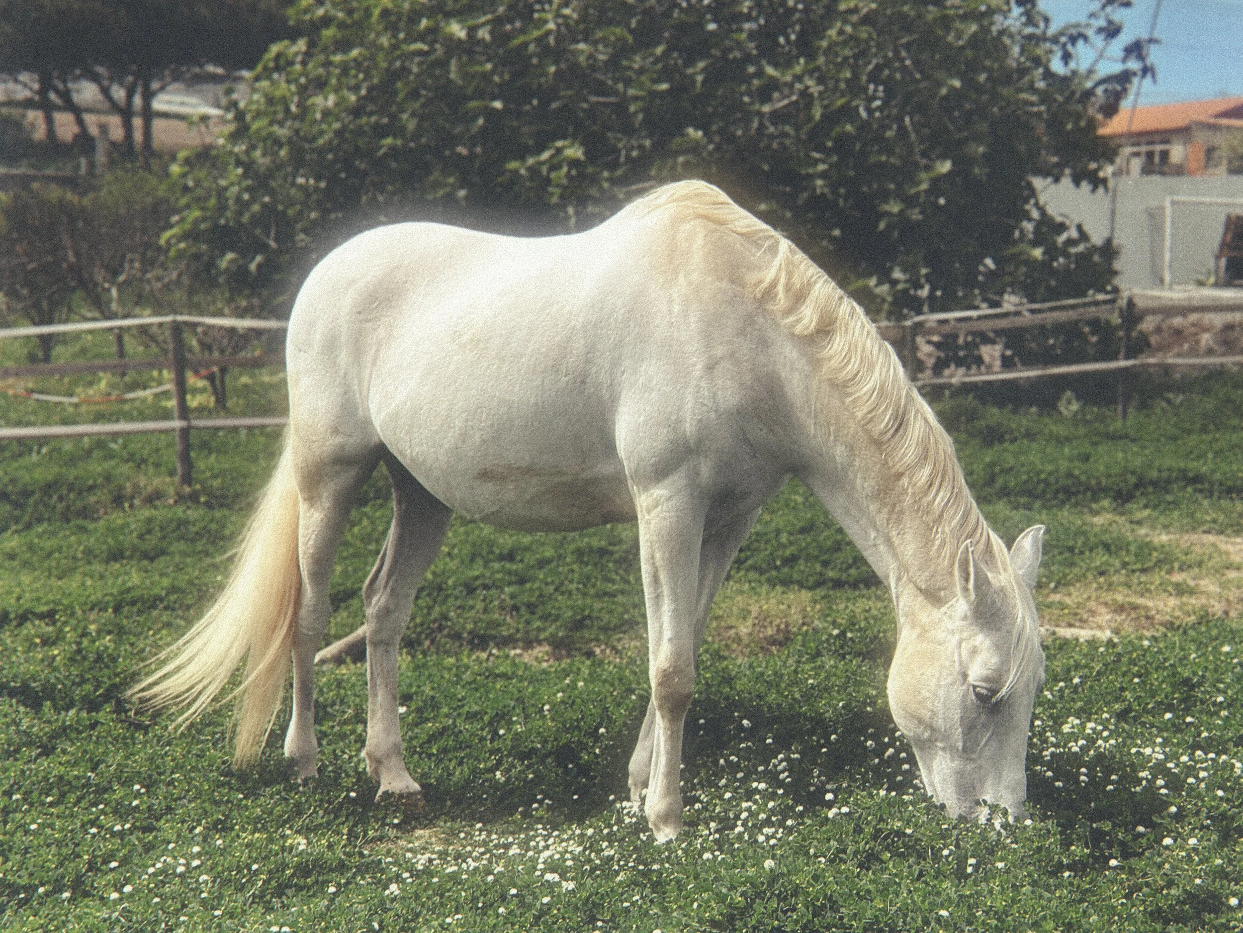 Horses in the field at Blanco Bungalow ranch, Ericeira Portugal