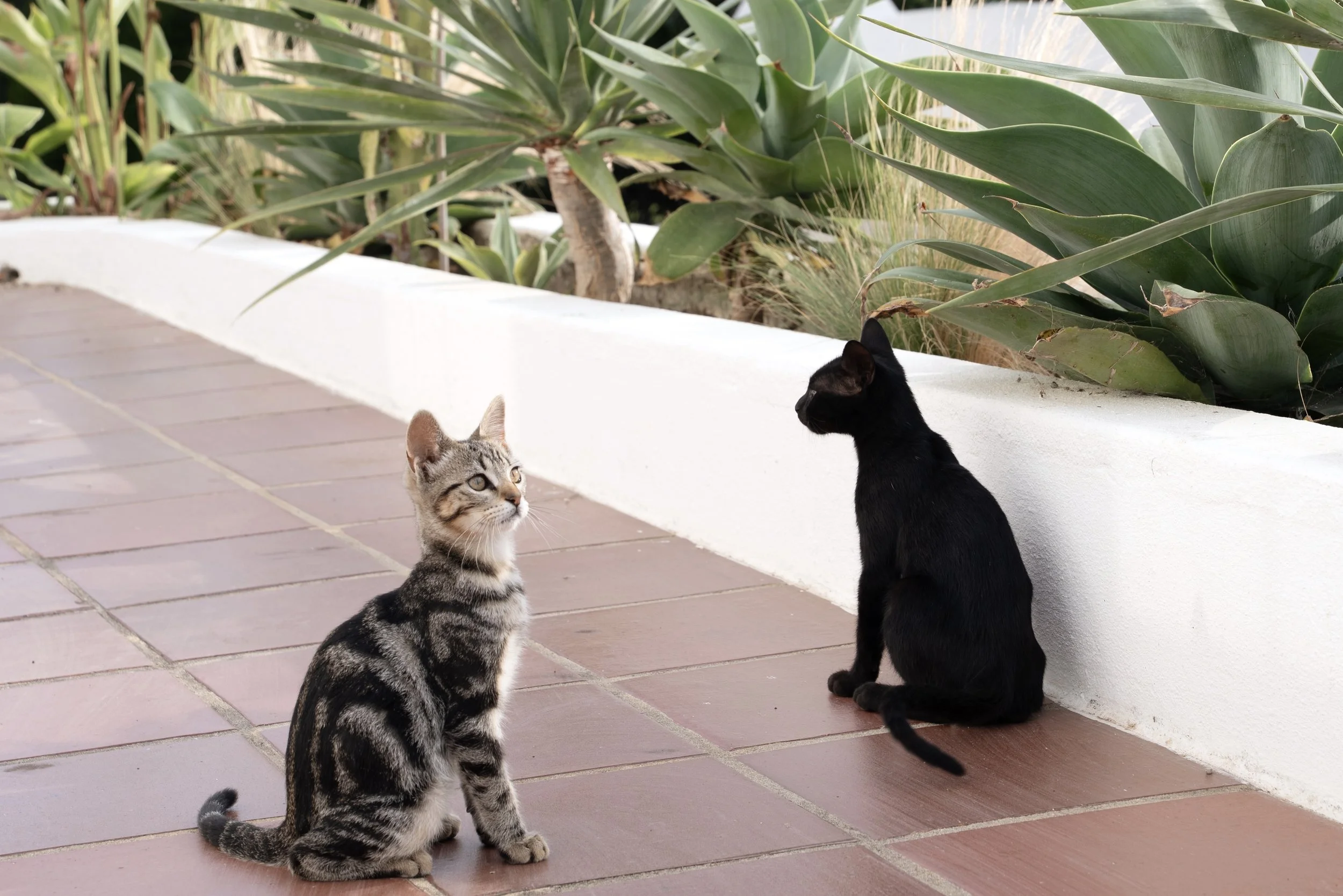 Cats at Blanco Bungalow seaside farm ericeira portugal.jpg