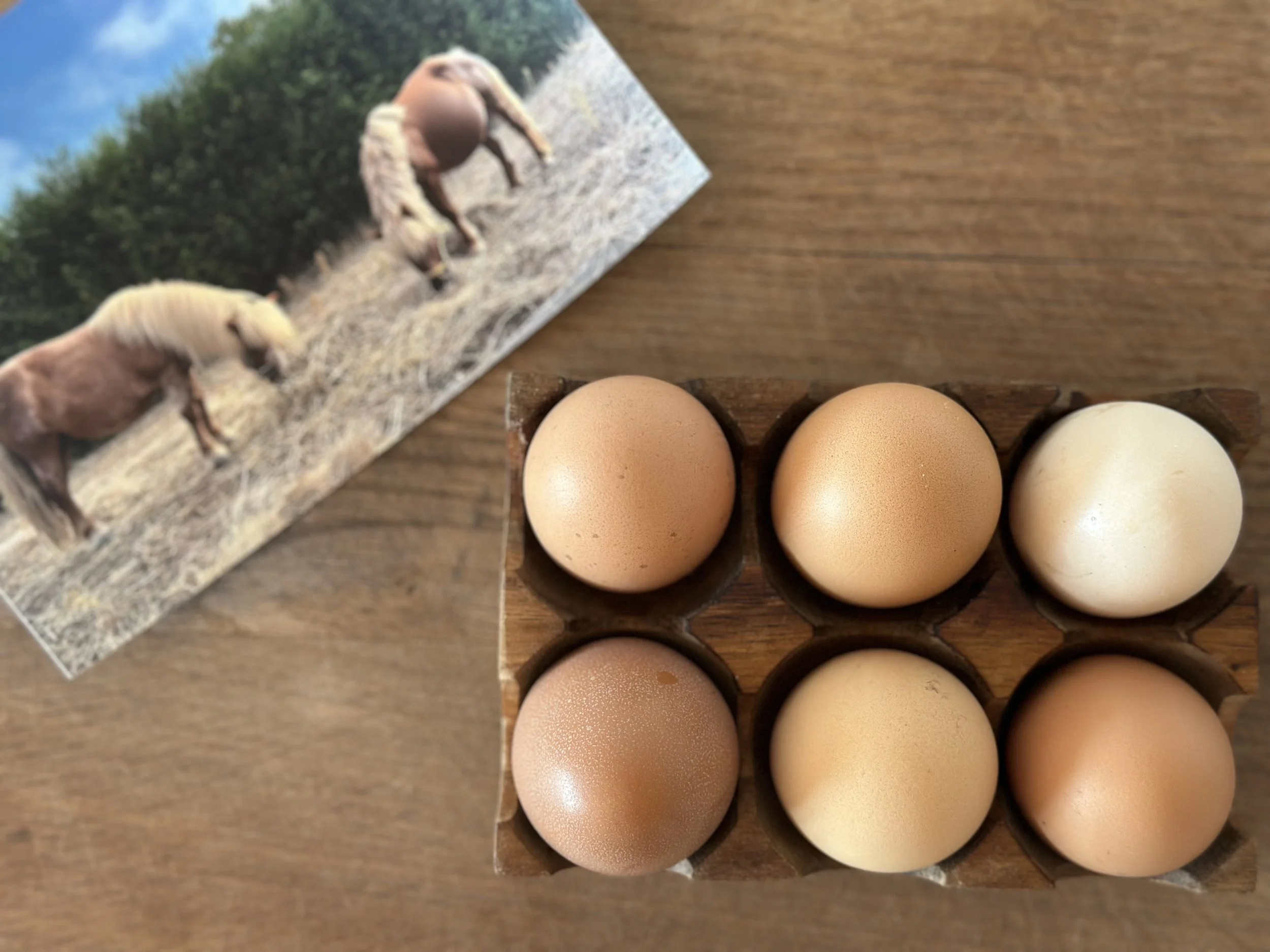 fresh eggs from Blanco Bungalow Ericeira Portugal seaside farm.jpg