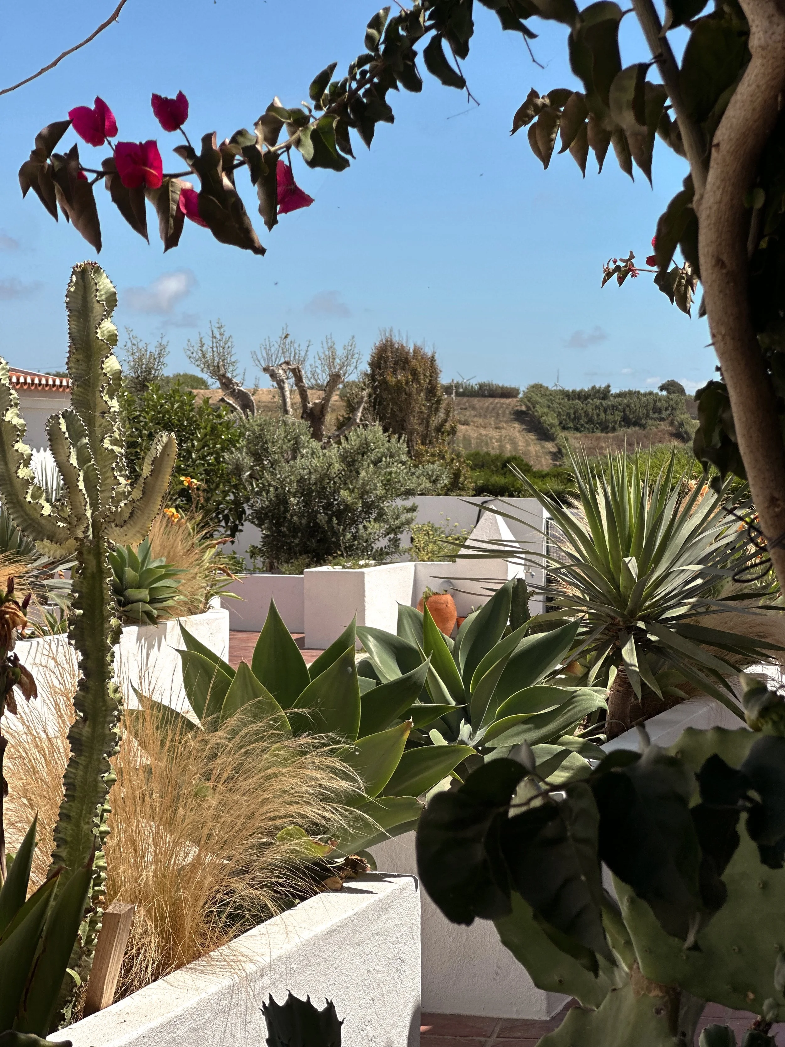 Gardens, orchard and outdoor kitchen at Blanco Bungalow, Ericeira