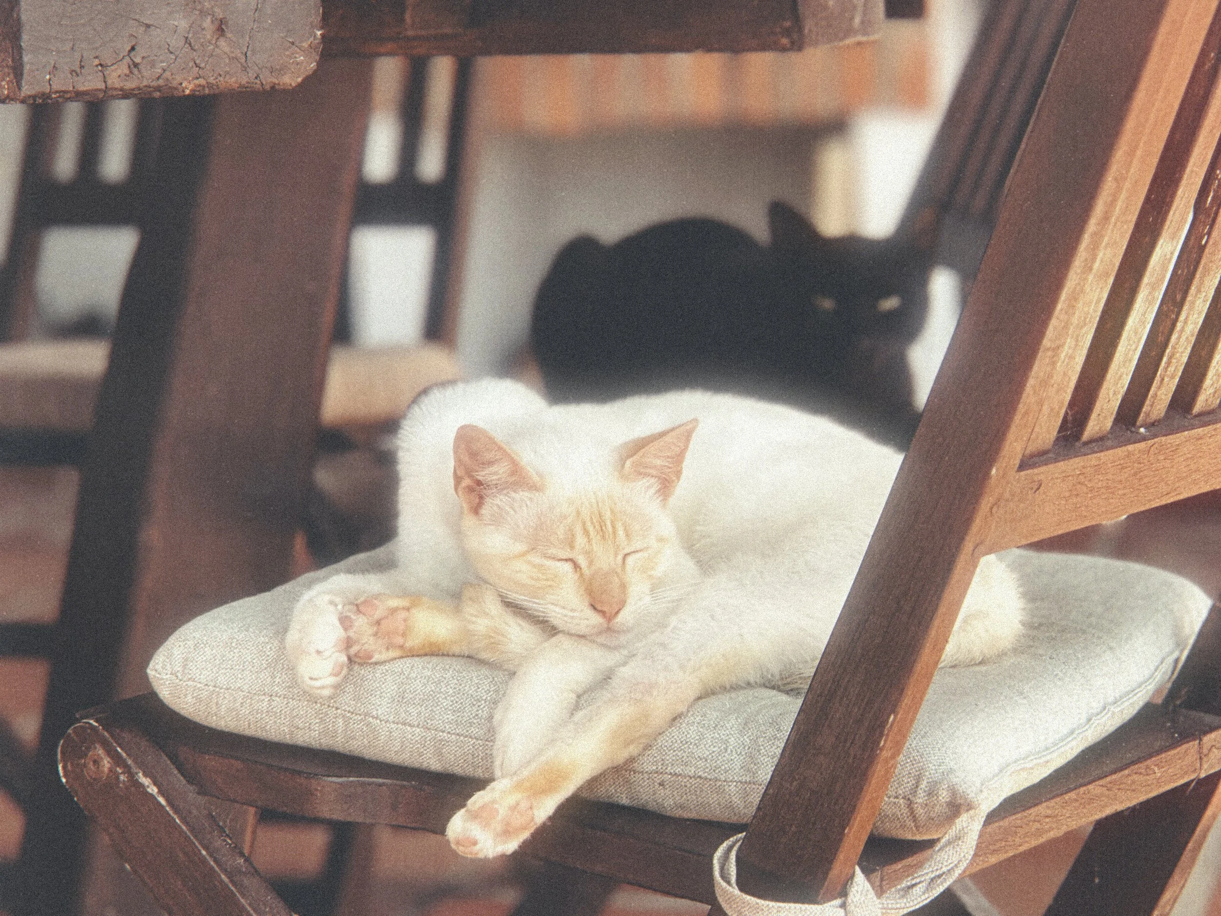 Soft Paws, our white cat and Ozzy, our black cat at The Blanco Bungalow Ericeira Portugal.JPG