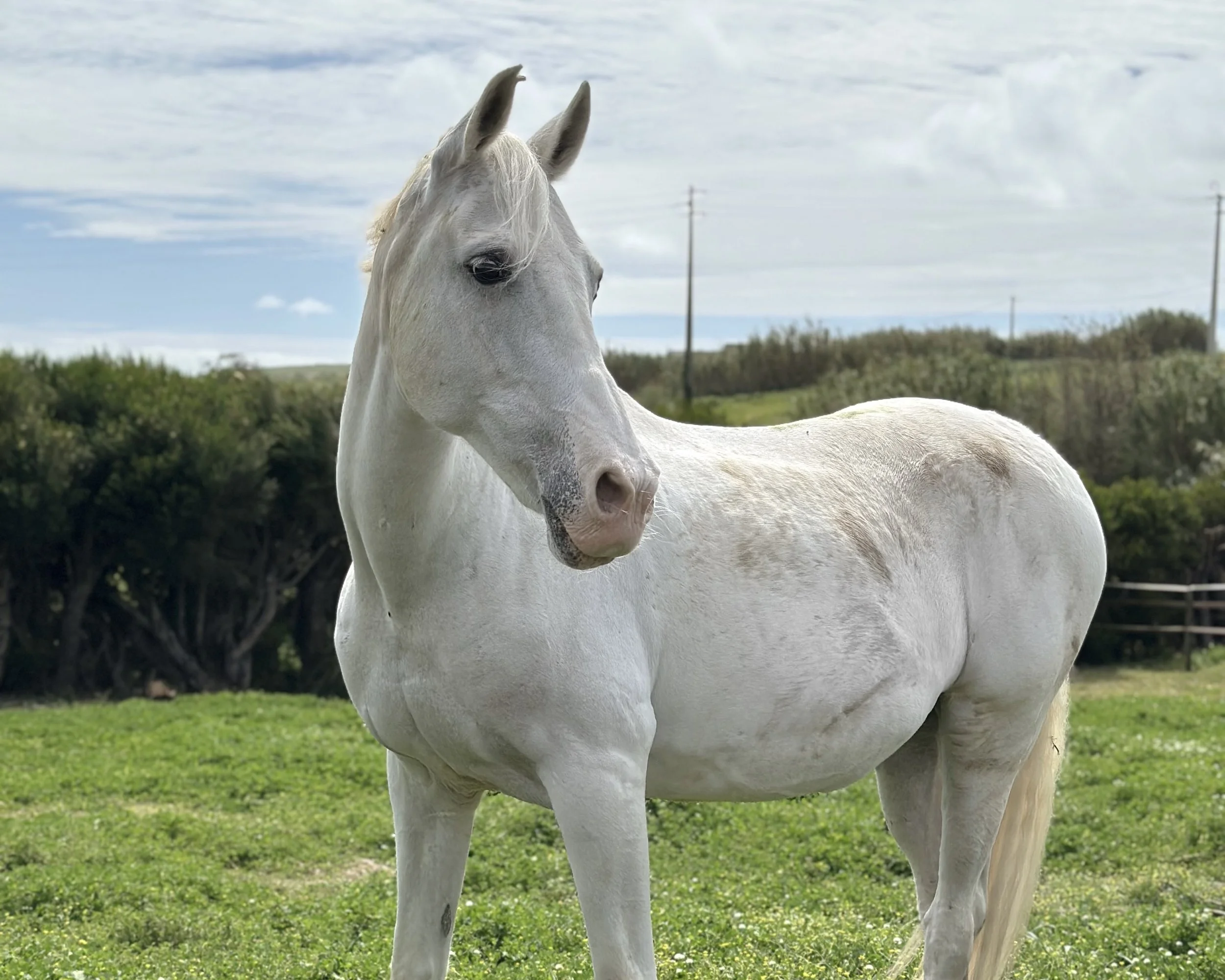 White Horse at The Blanco Bungalow Ericeira.jpg