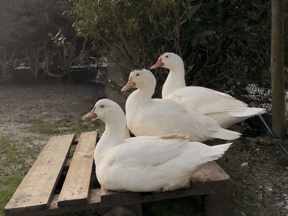 Ducks