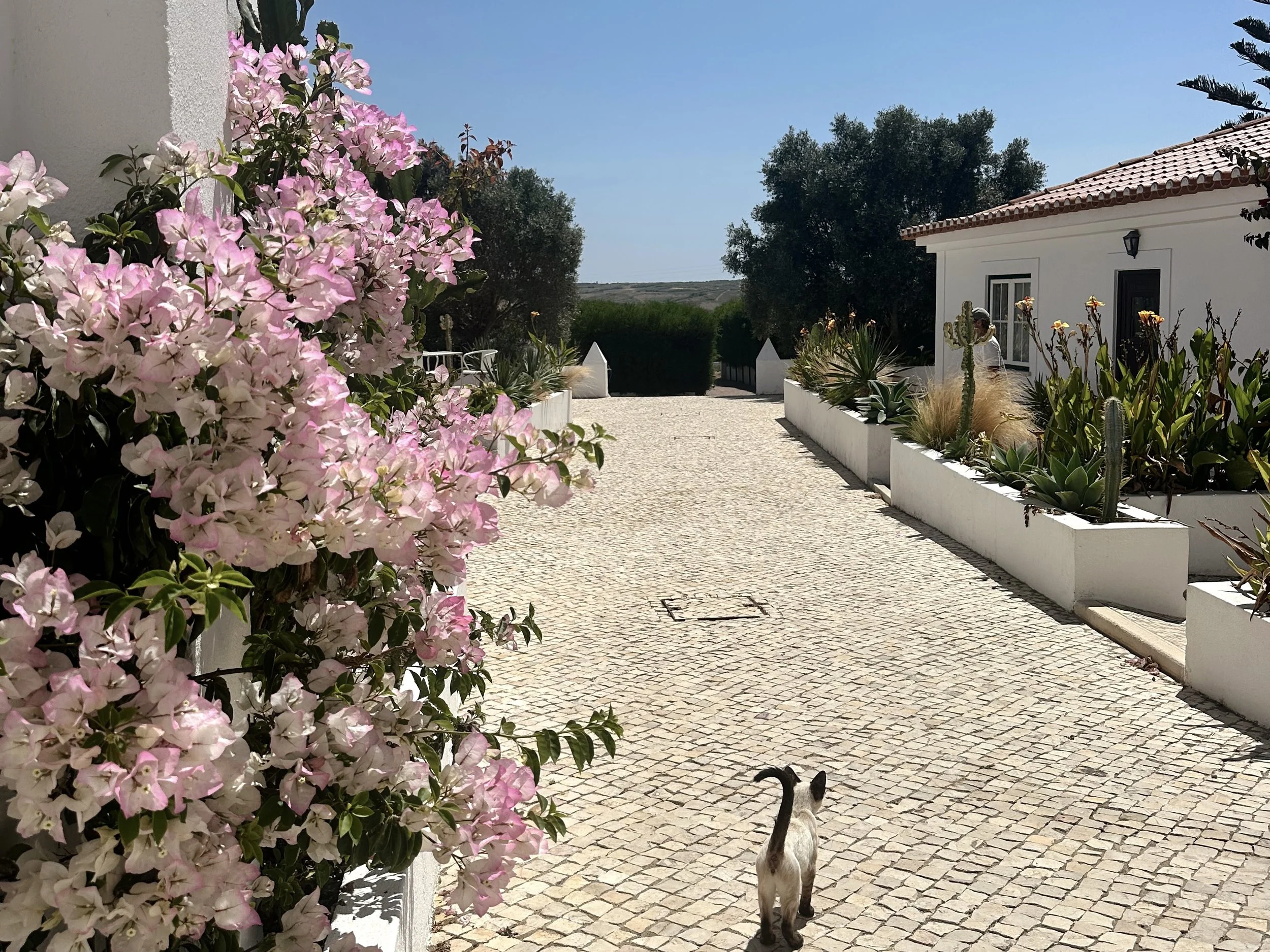 Blanco Bungalow Ericeira Portugal Seaside Farm.jpg
